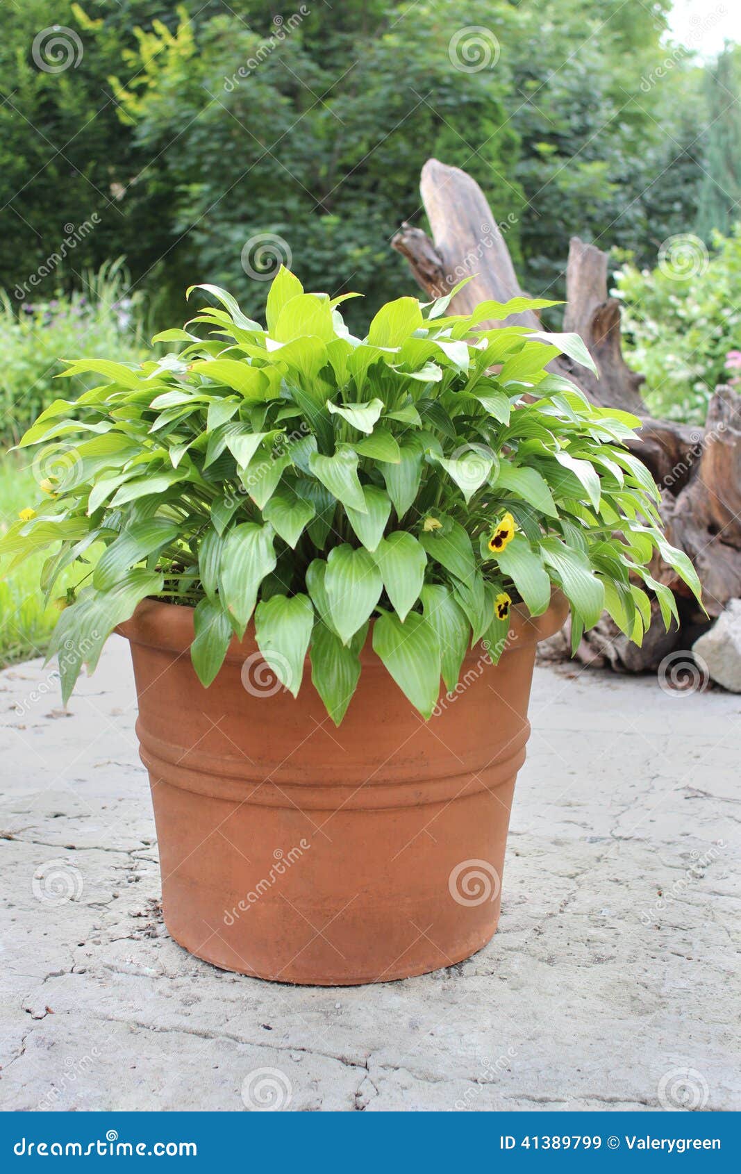 Hosta in clay pot stock image. Image of park, container 41389799