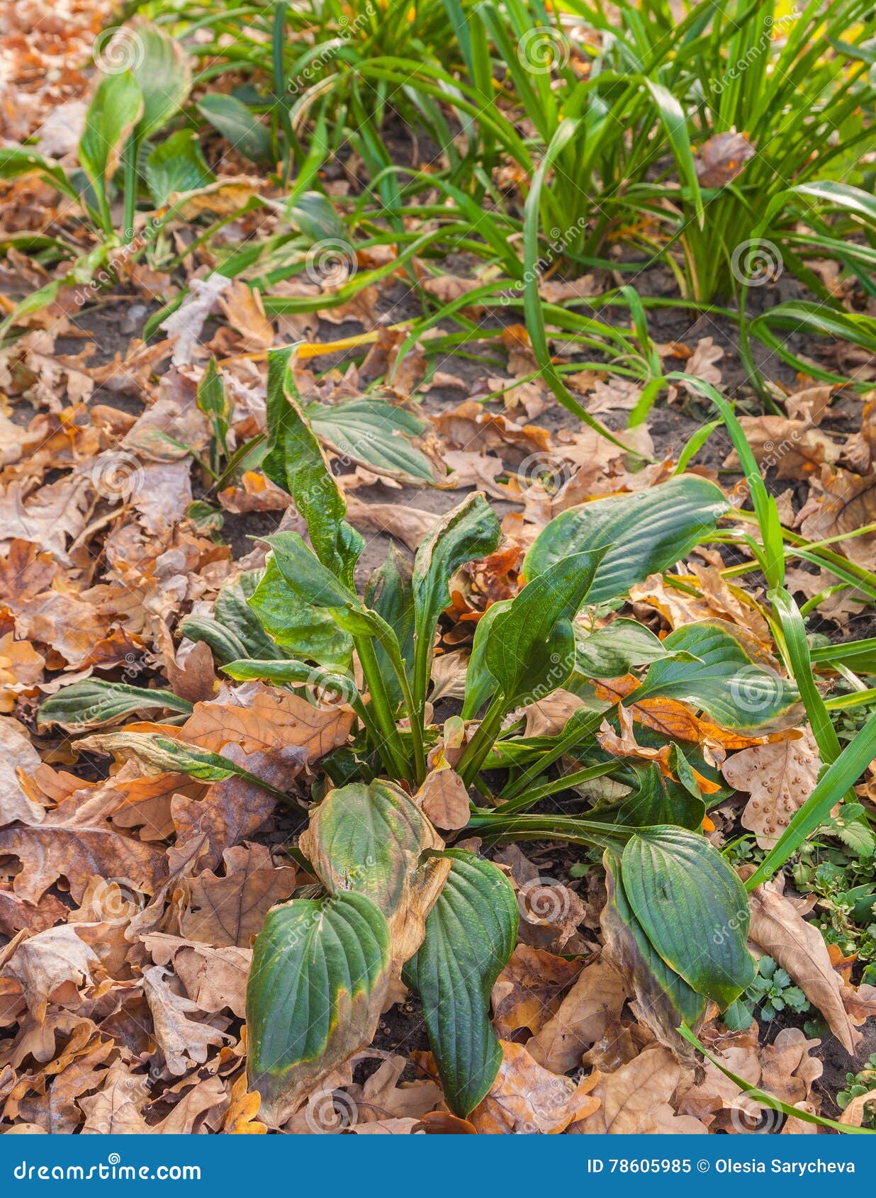 Hosta and Hemerocallis in autumn. Hosta and Hemerocallis covered with leaves on garden in autumn