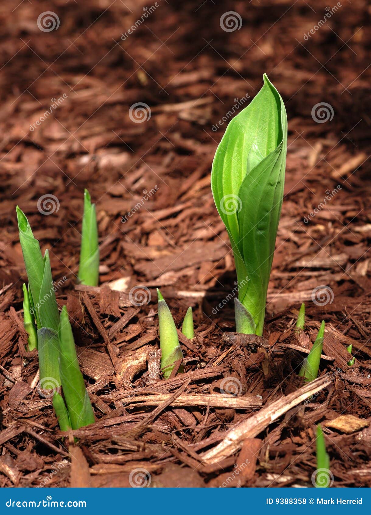 hosta sprouts emerging in the spring
