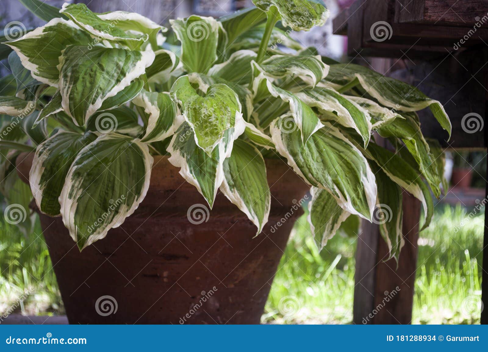 Hostas Leaves on a Pot in a Corner of the Garden Stock Photo Image of