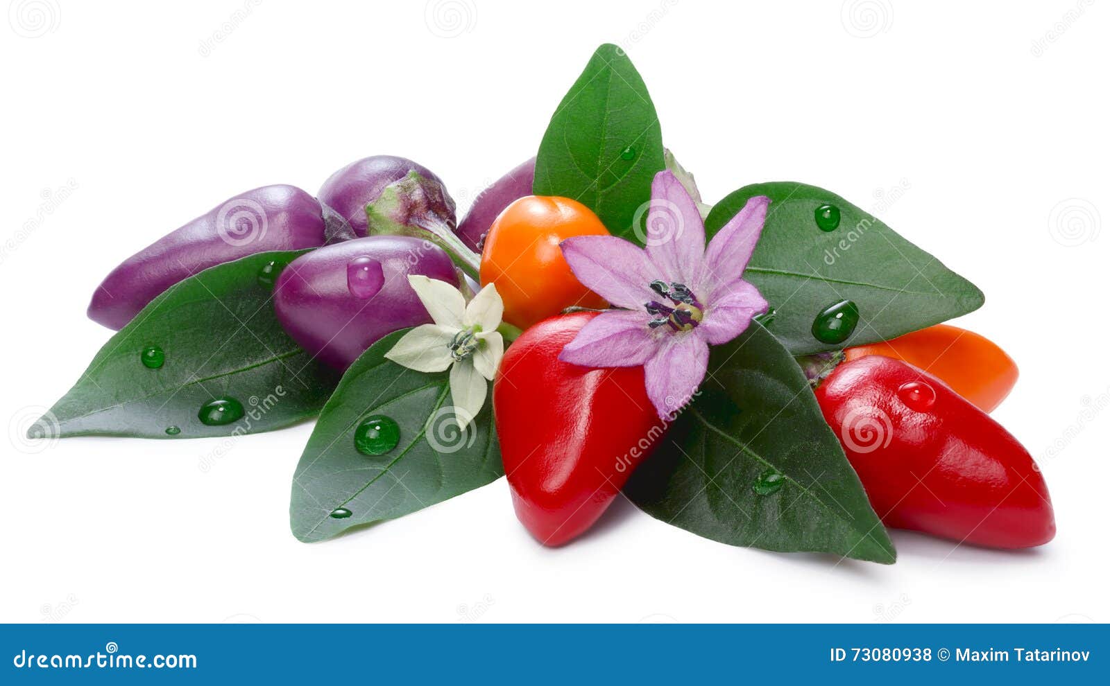 hot bolivian rainbow peppers (capsicum annuum)