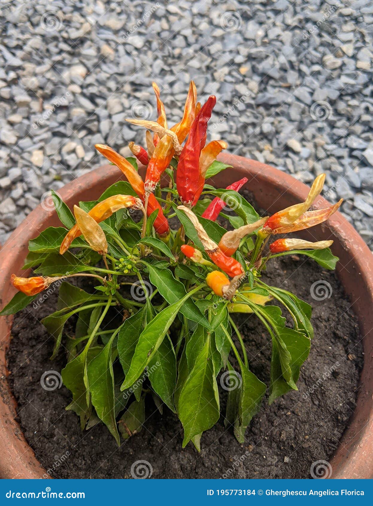 Hot, Brightly Colored Peppers Planted in Pots Stock Photo Image of fruit, nunripe 195773184