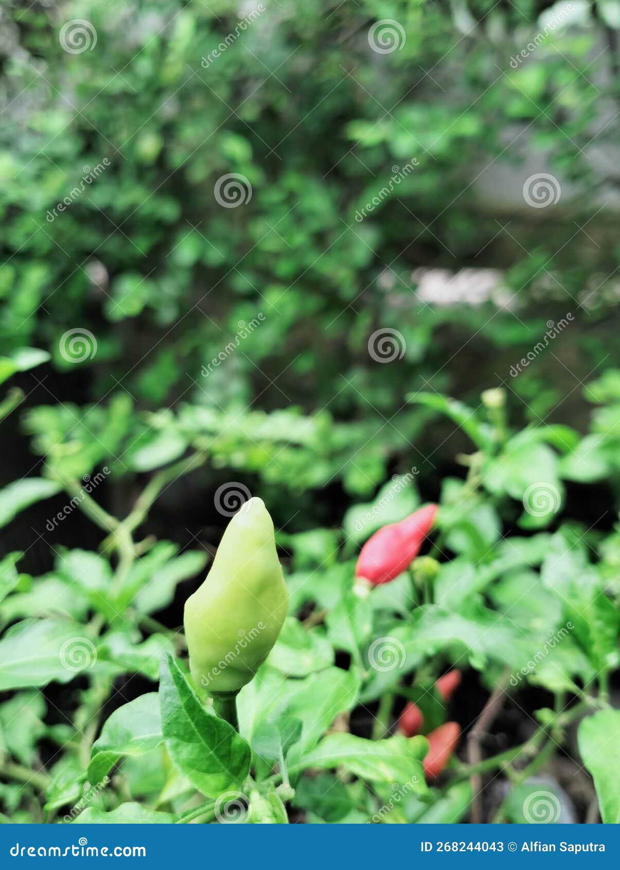 The hot cayenne pepper stock image. Image of plant, grass 268244043