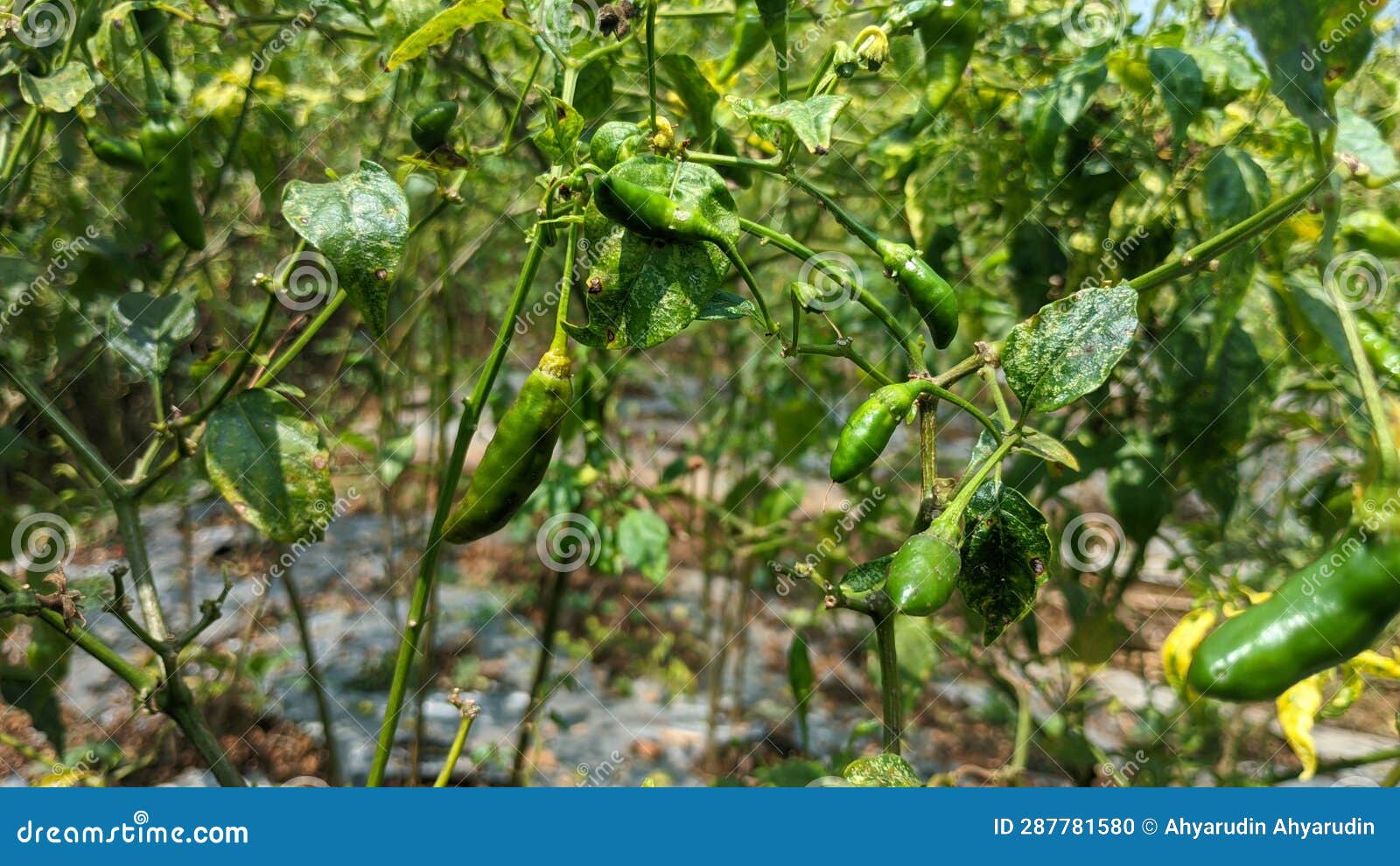 Hot cayenne pepper stock photo. Image of nature, wildlife 287781580