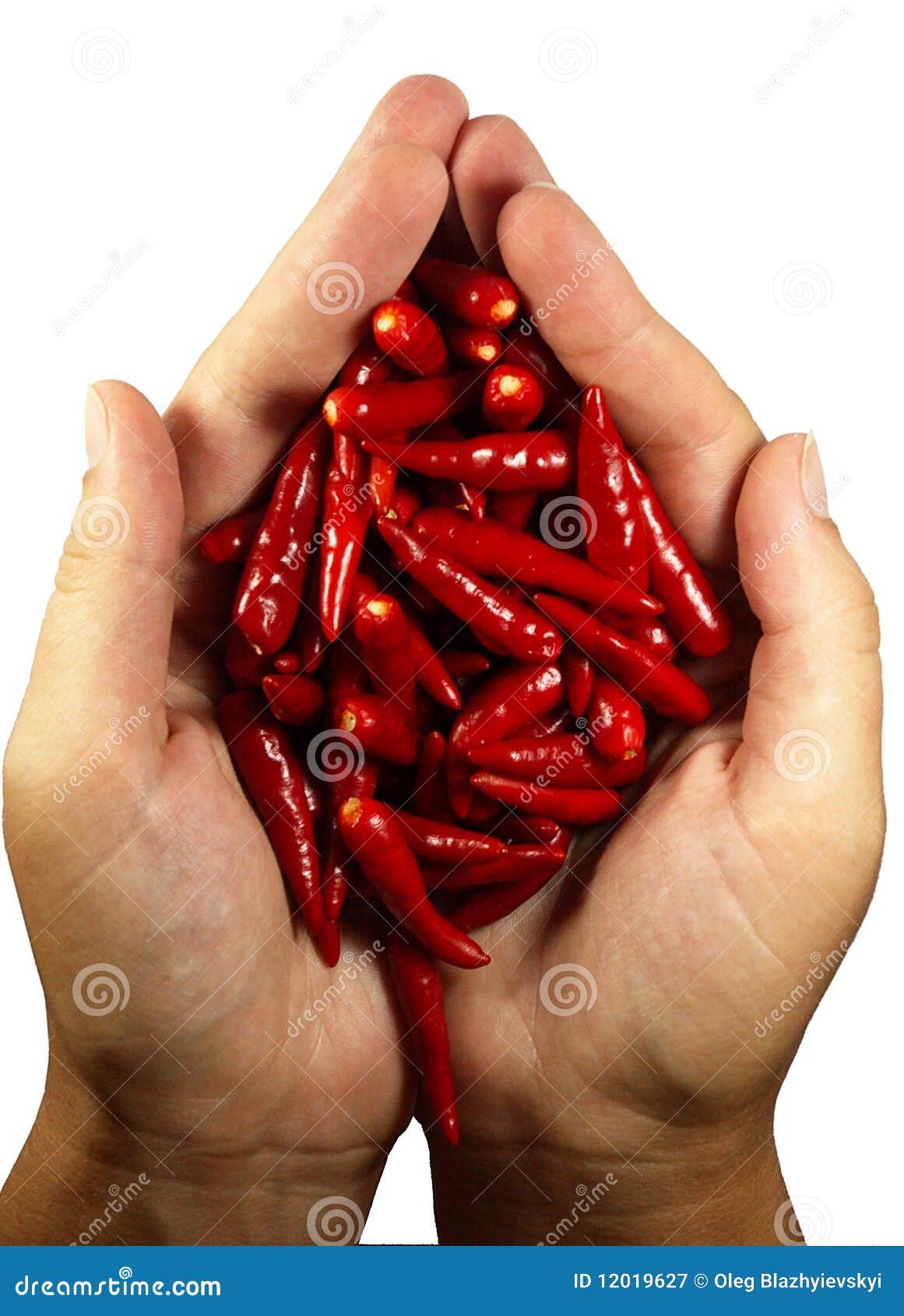 Hot Chili Peper in the Hands Stock Image Image of group, hand 12019627