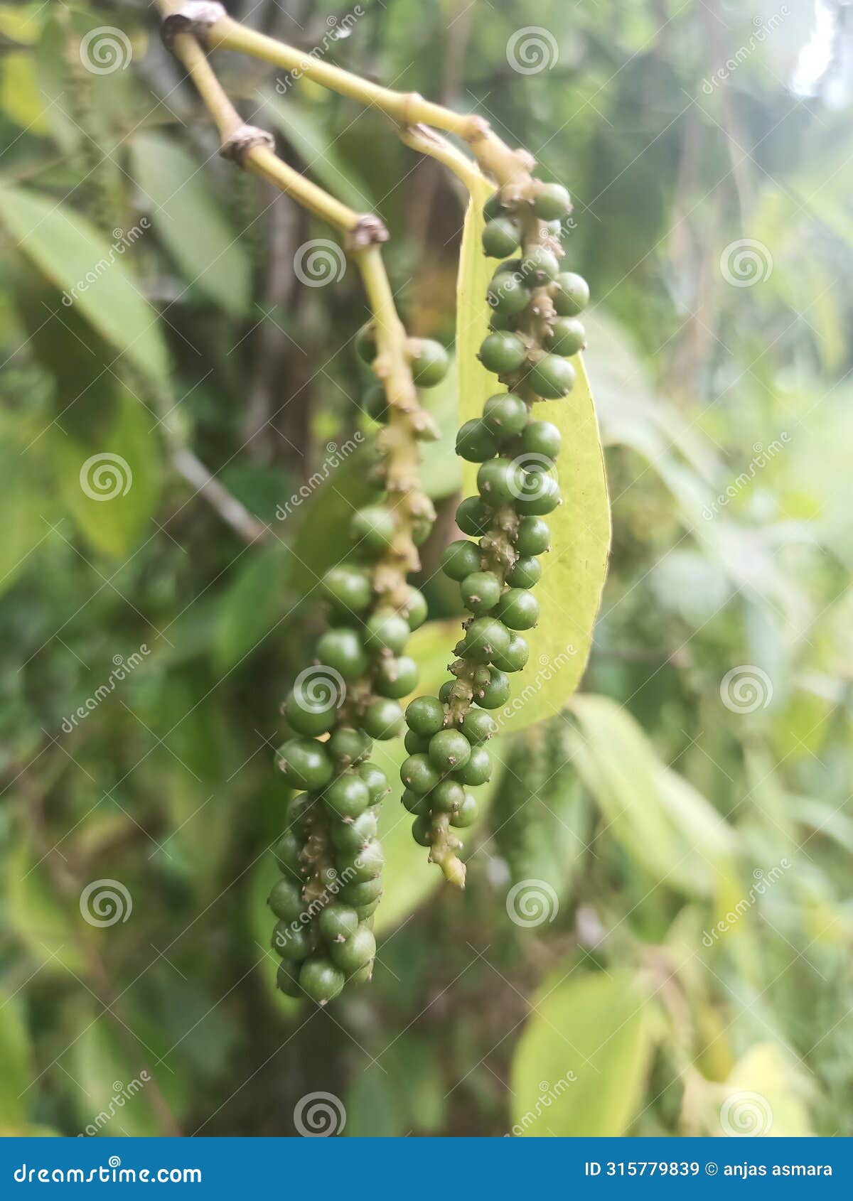 hot fruits green asia indonesia favourite