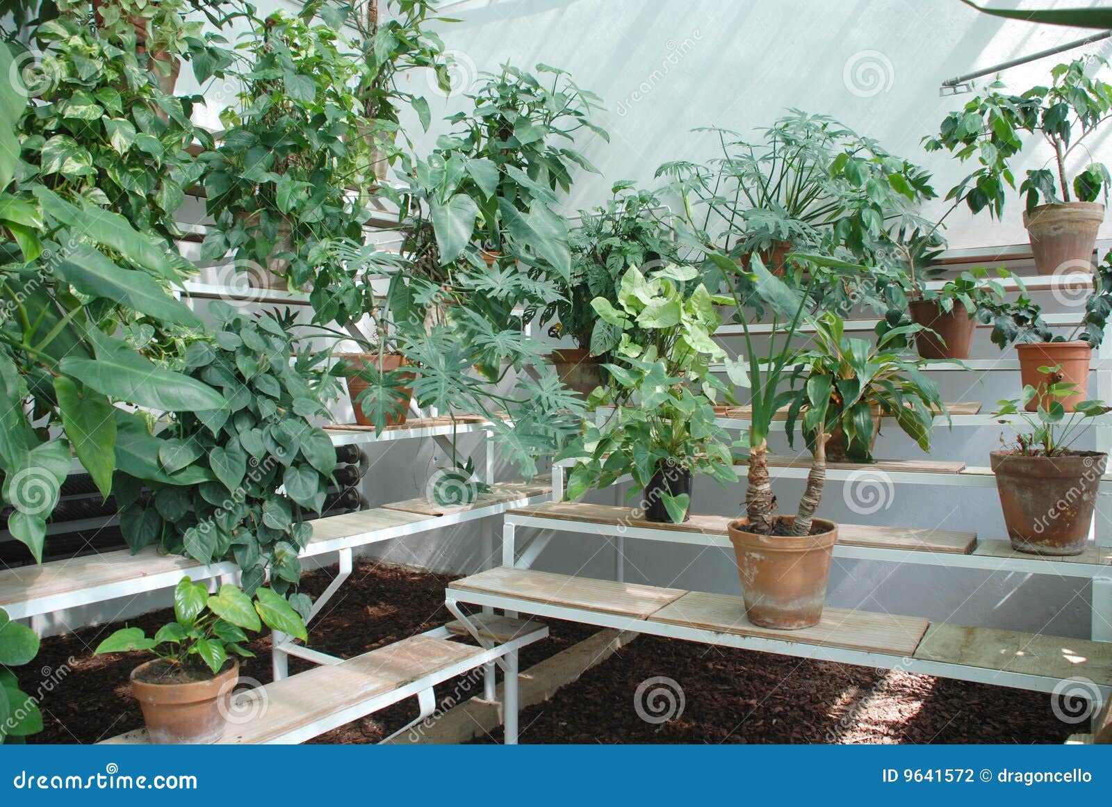Hot House Plants on Benches Stock Photo Image of growing, light 9641572