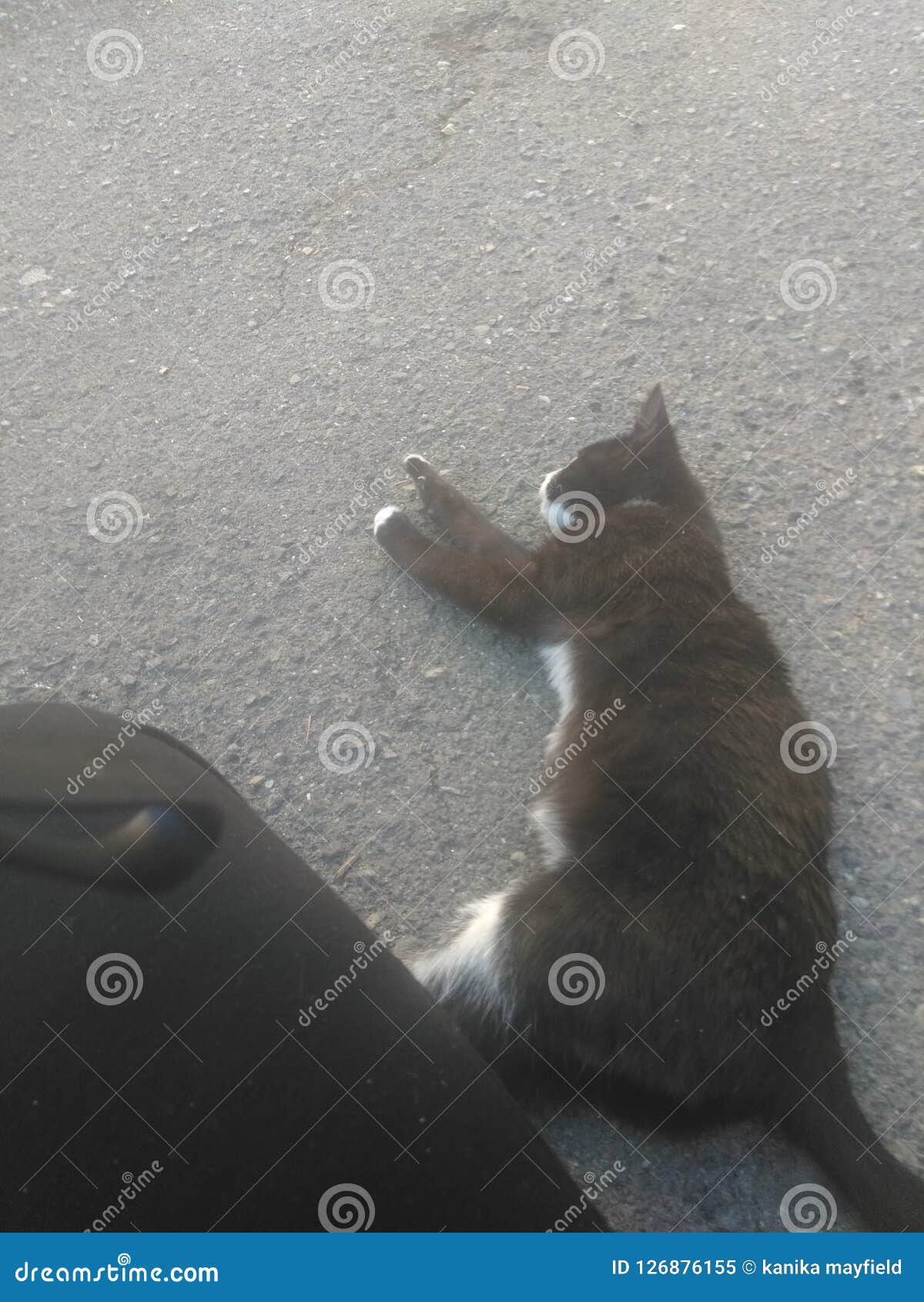 Hot kitty stock image. Image of laying, playing, kitty 126876155