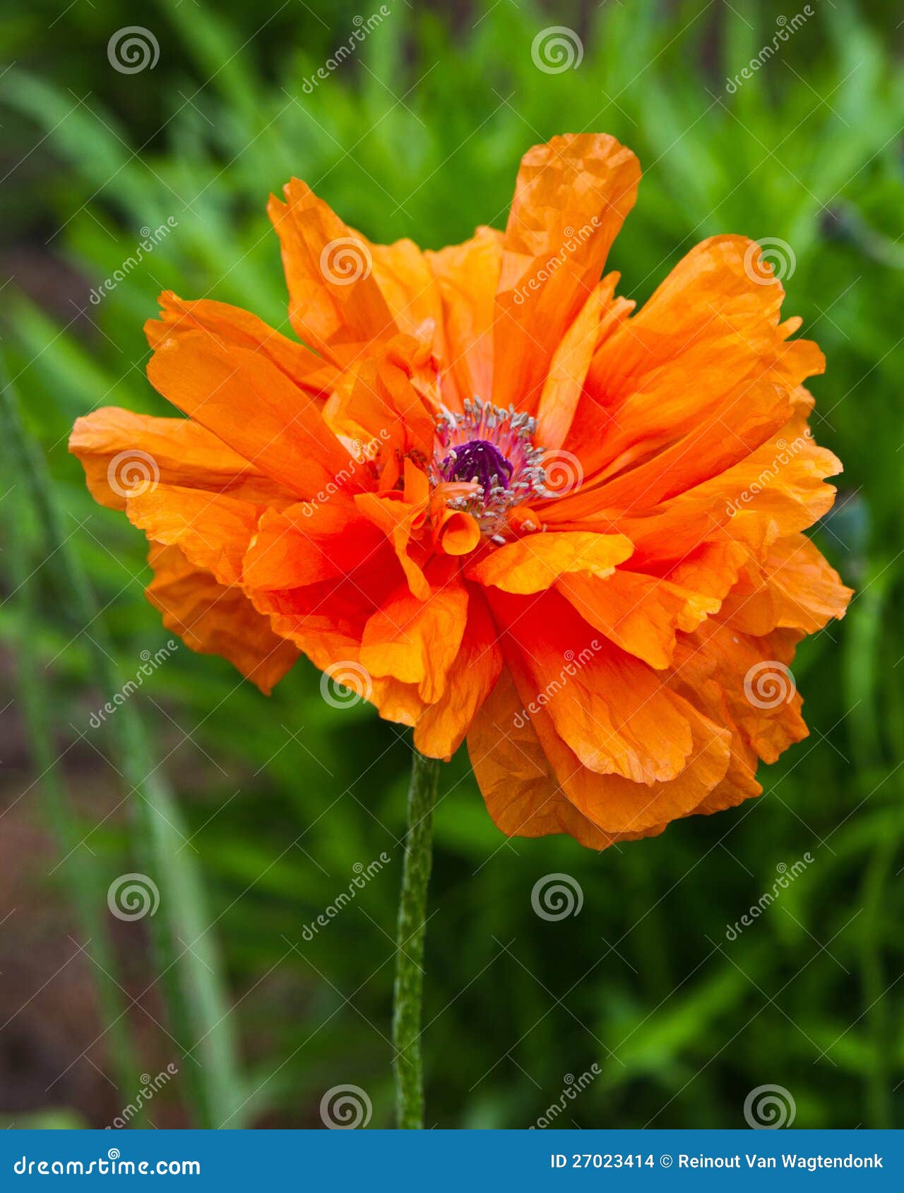 Orange Glow Oriental Poppy