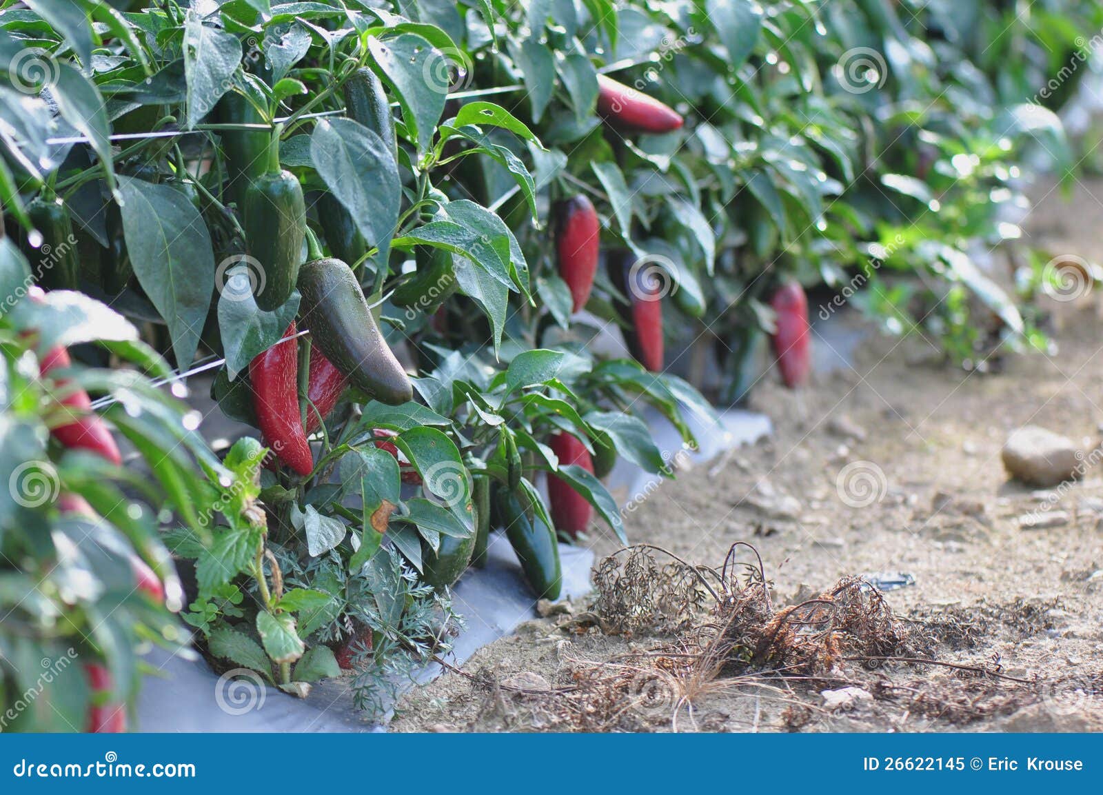 Hot Pepper Farm stock image. Image of botanical, freshness 26622145