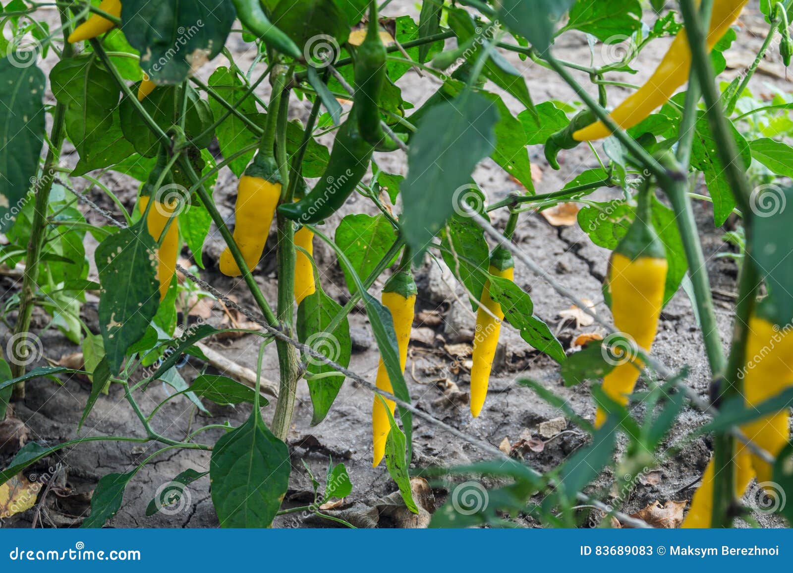 Hot peppers stock image. Image of color, pepper, vegetable 83689083