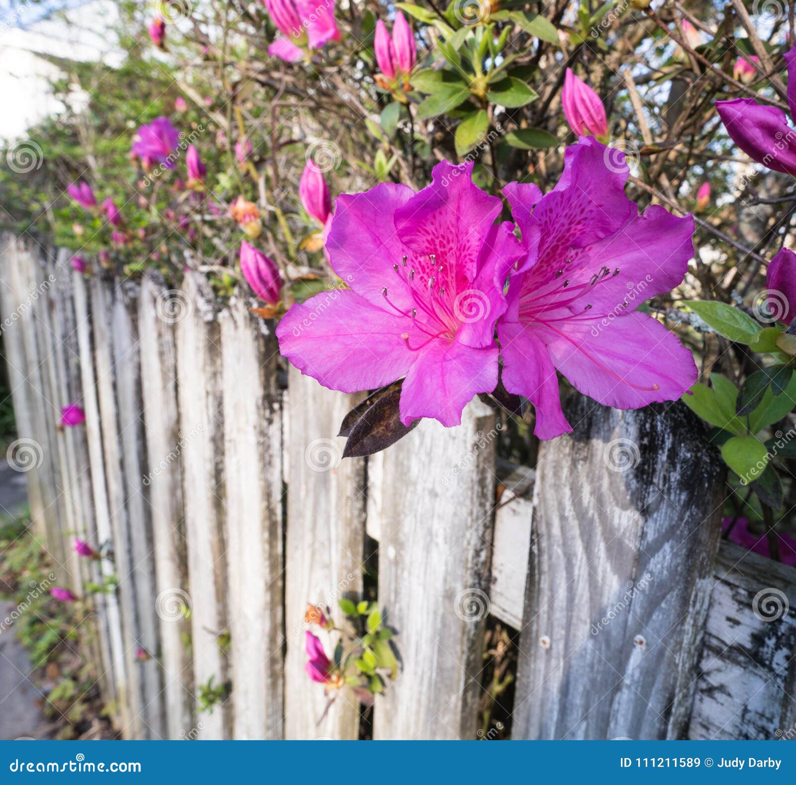 hot pink azelea blossoms growing on an old painted fence