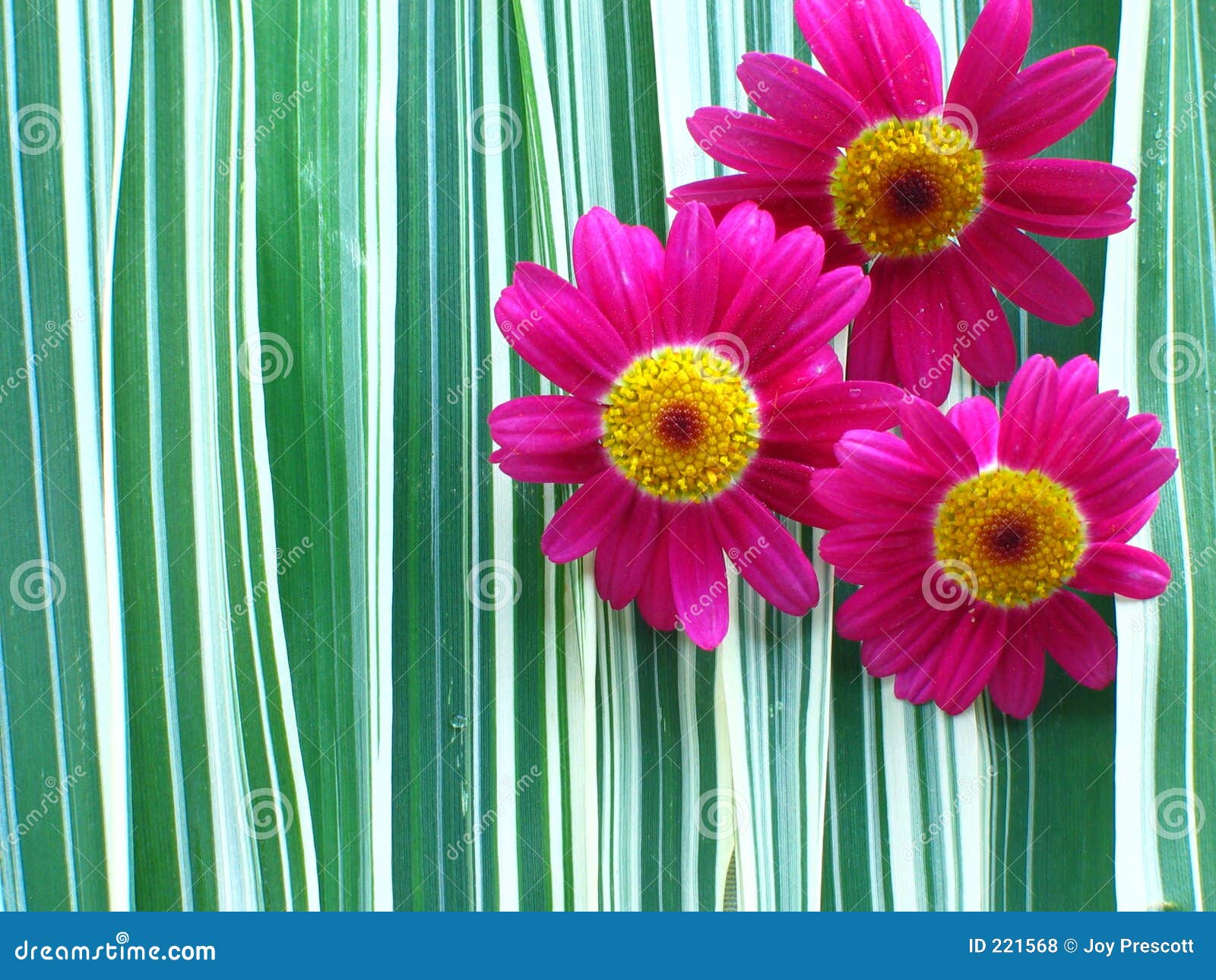 Hot Pink Daisies stock photo. Image of colorful, blossom 221568