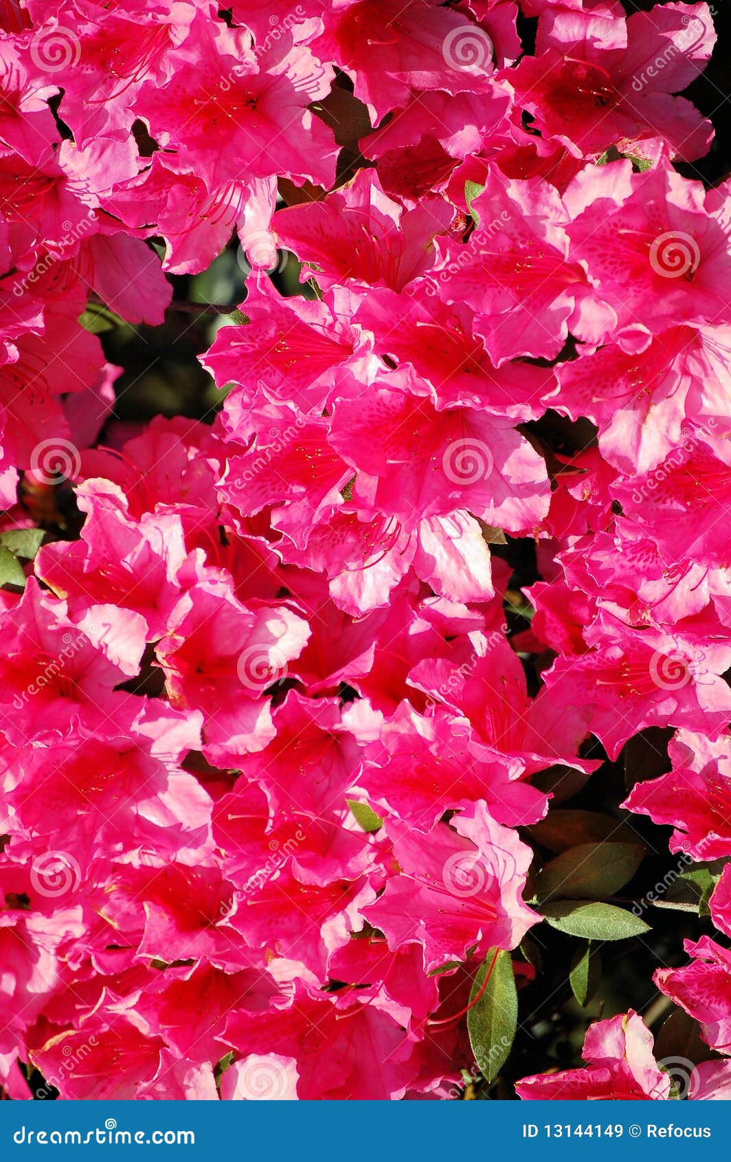 Hot Pink Flowers stock image. Image of flower, pink, flowers 13144149