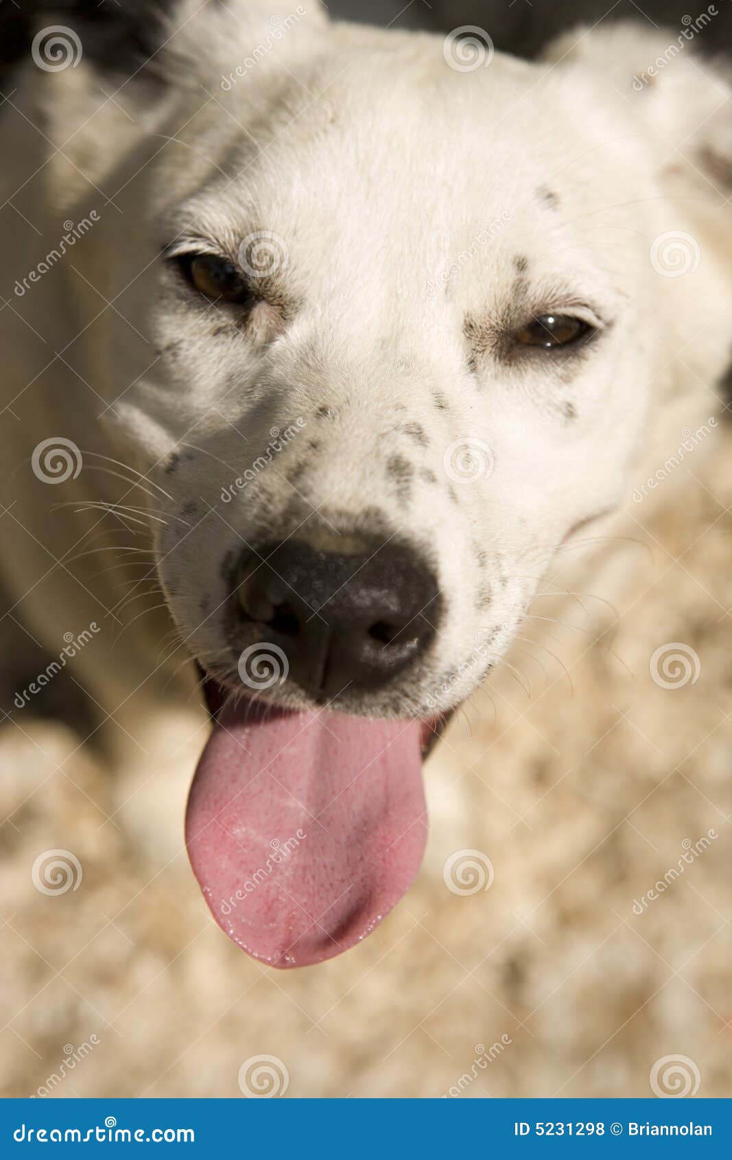 Hot puppy stock photo. Image of tongue, happy, white, puppy 5231298