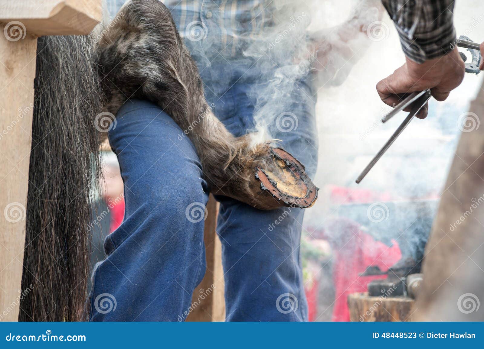 Hot shoeing the horse stock image. Image of detail, closeup 48448523