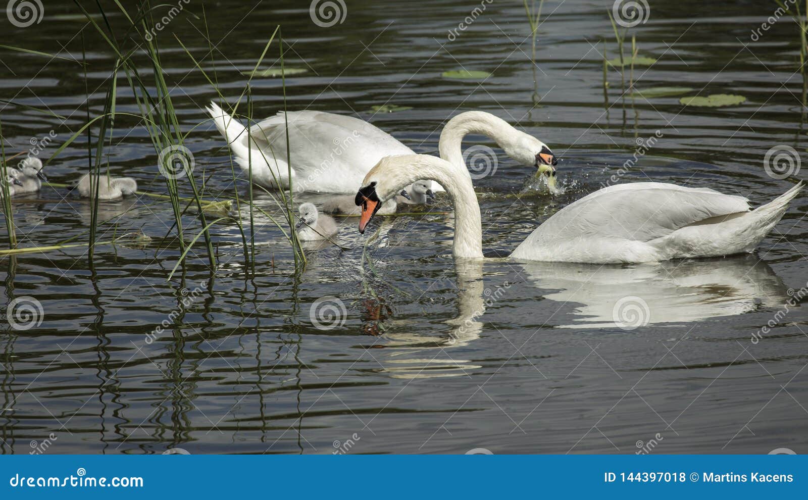 a reflection of the swan family in the mirror of the lake