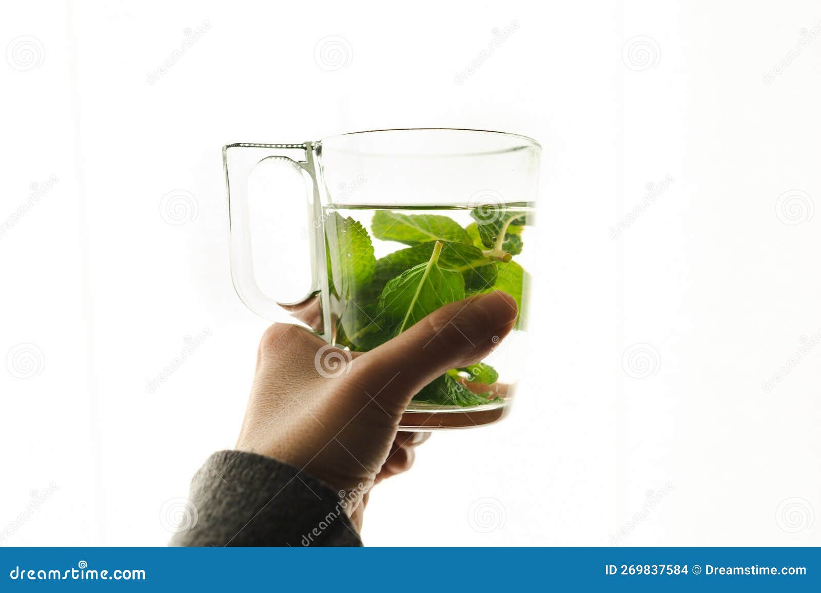 Hot Tea with Fresh Mint Leaves Stock Photo Image of food, leaf 269837584