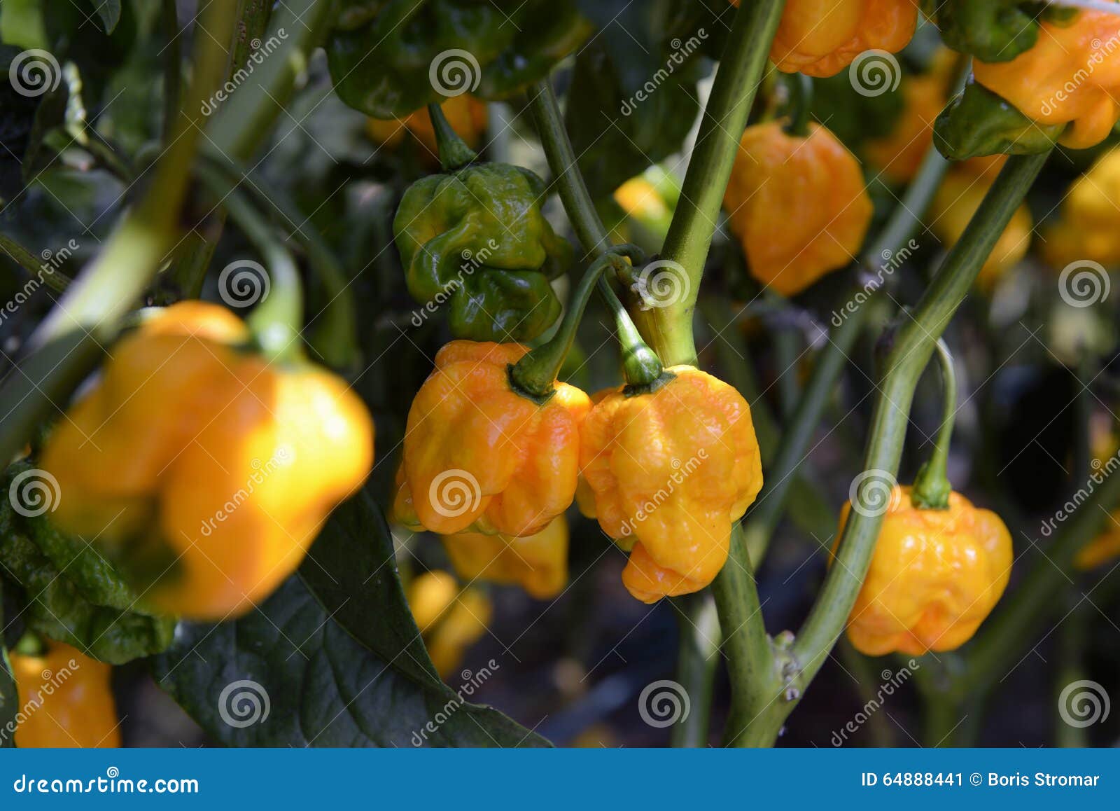scotch bonnet yellow peppers