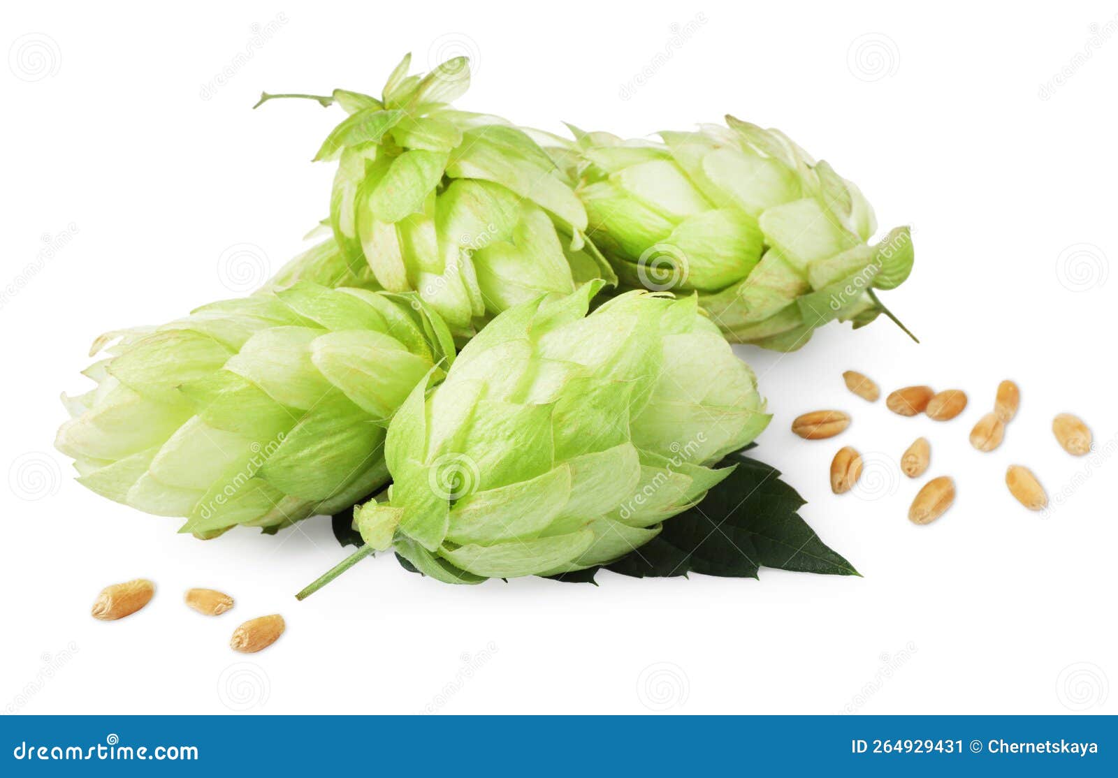 Pile De Cône De Houblon Sur Fond Blanc Ingrédient De Houblon Pour