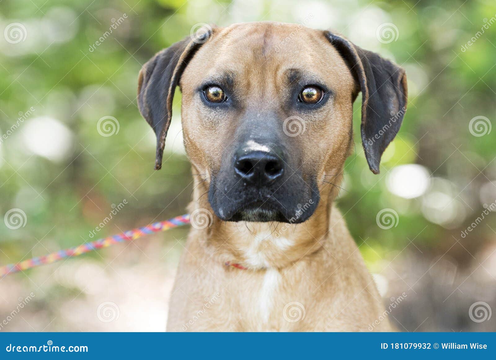 are bones safe for black mouth cur puppies