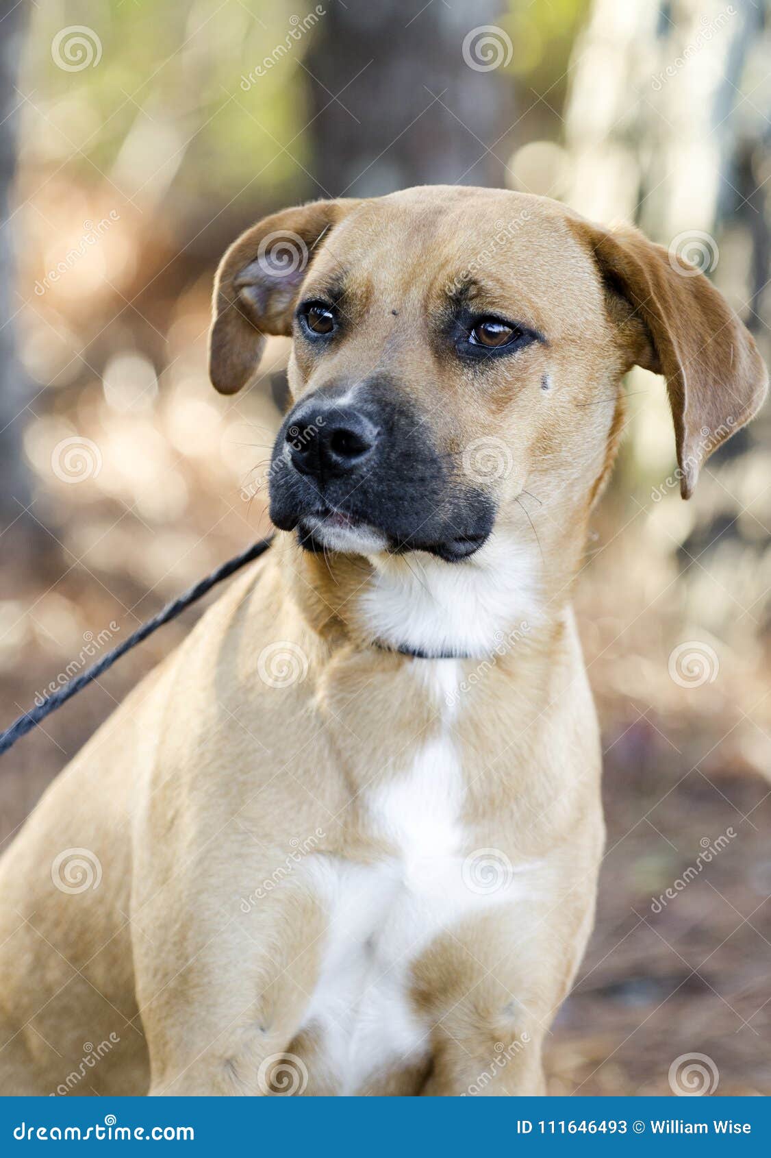 Hound Mixed Breed Dog with Black Muzzle Image - Image of shelter, 111646493