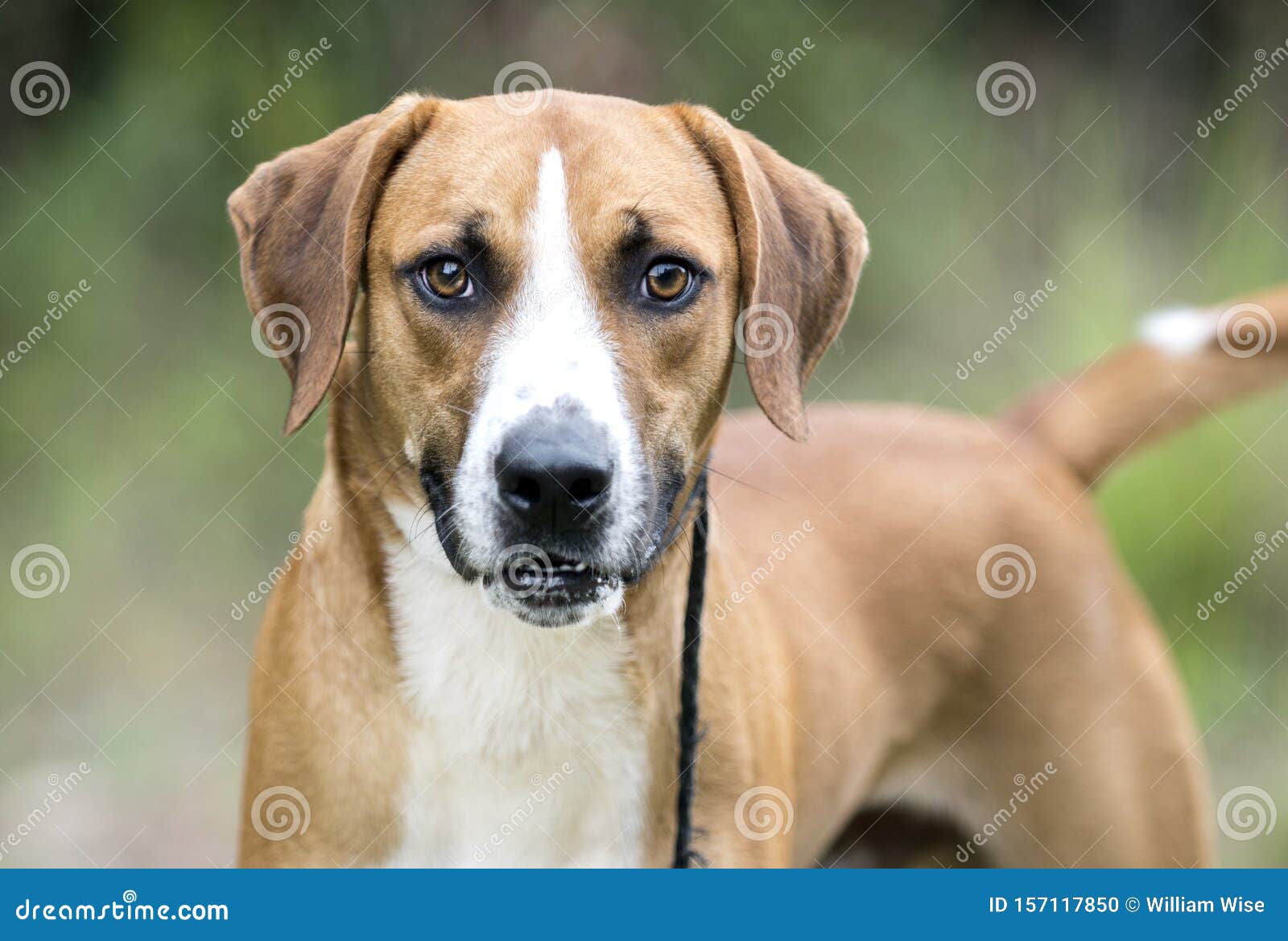 Hound Mix Breed Dog Outside on Wagging Tail Photo - of pitbull, american: 157117850