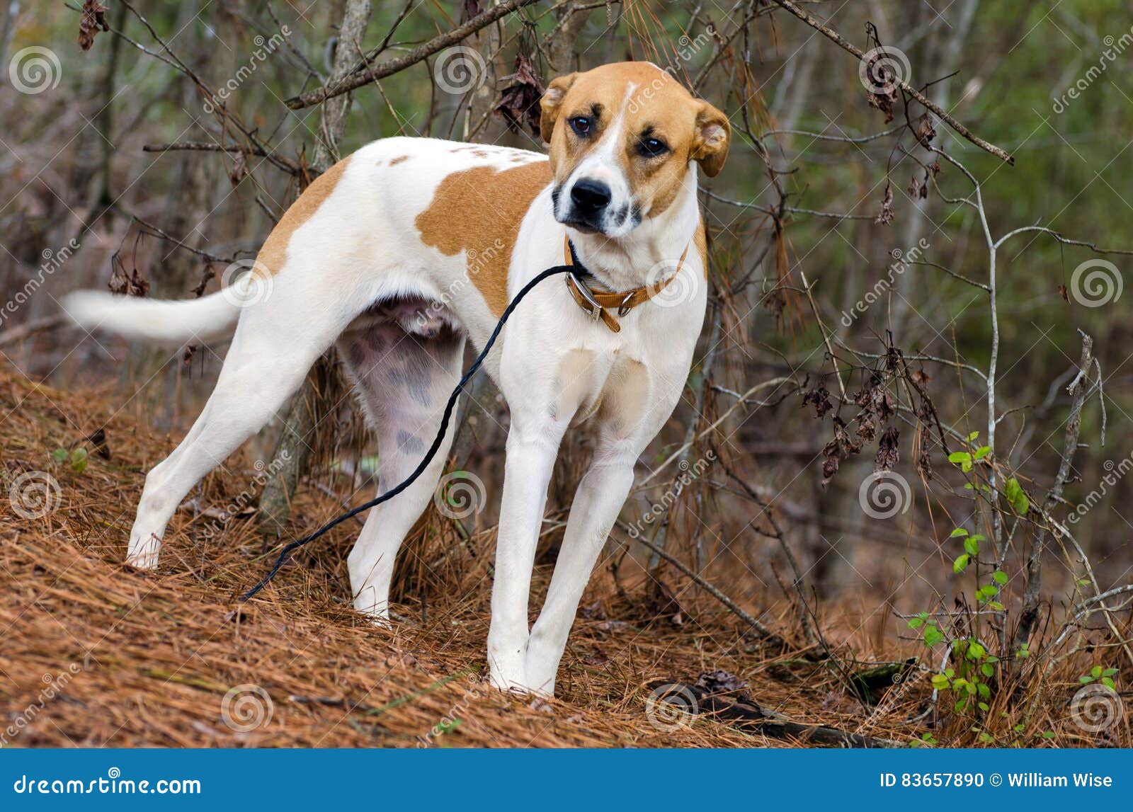 Hound dog stock Image of american - 83657890