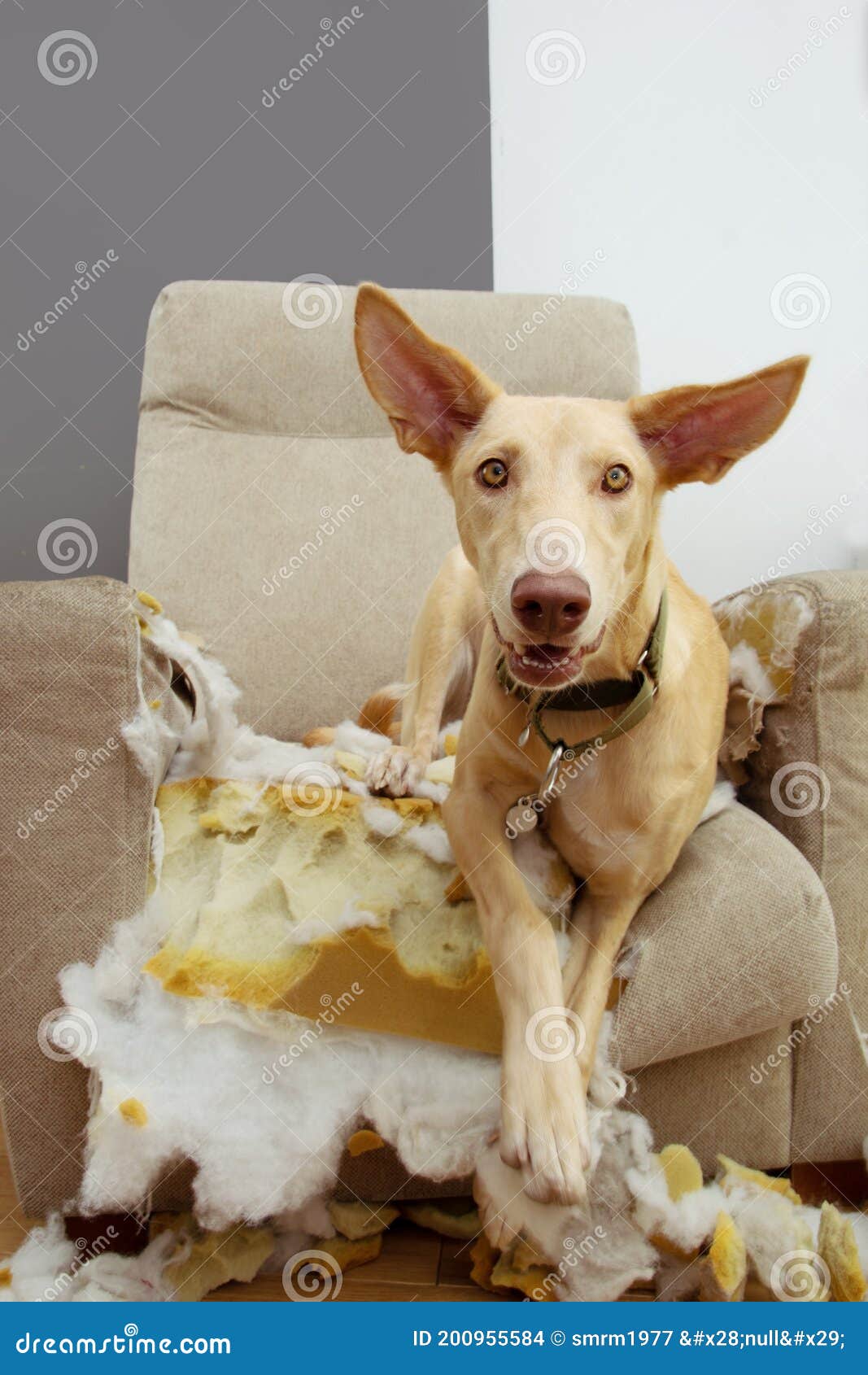 Hound Puppy Dog after Chewing and Destroying a Sofa with an Innocence