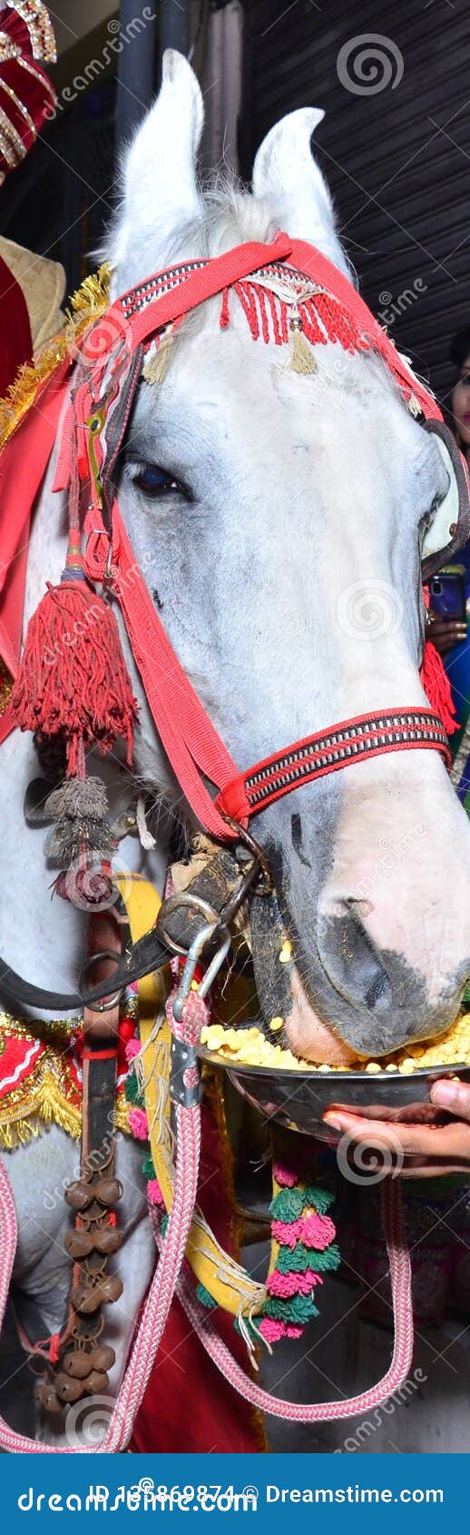 Horse eating chana stock photo. Image of chana, close 135869874