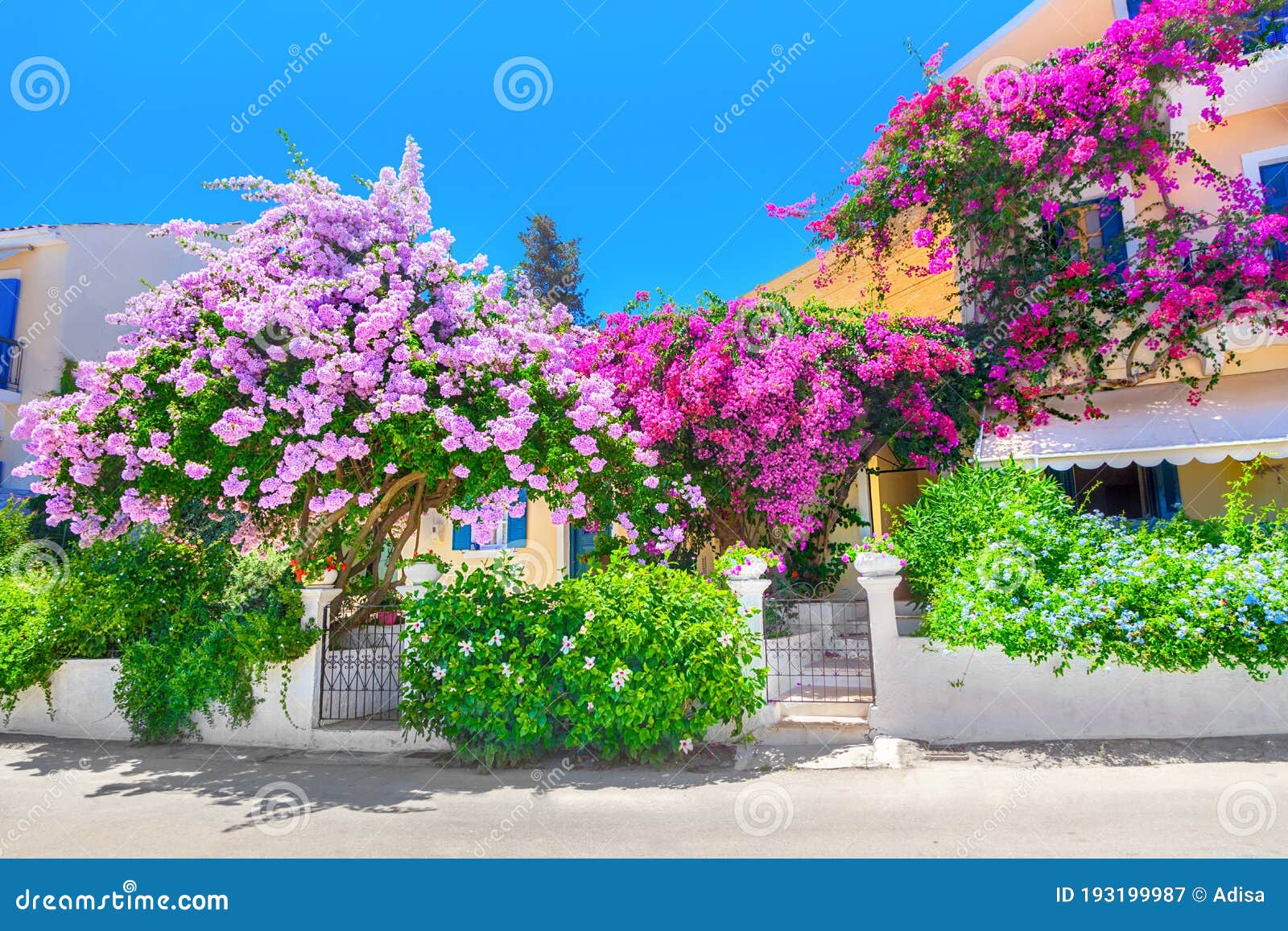 House with bougainvillea stock image. Image of greece - 193199987