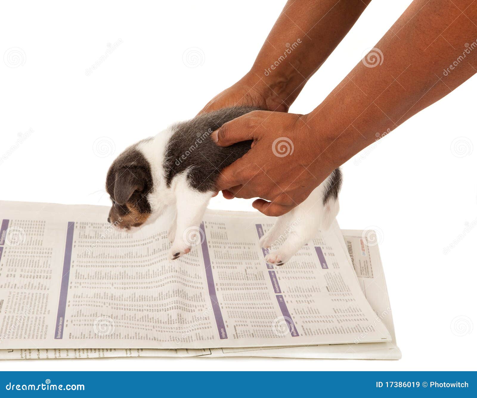 Housebroken doggy stock image. Image of terrier, newspaper 17386019