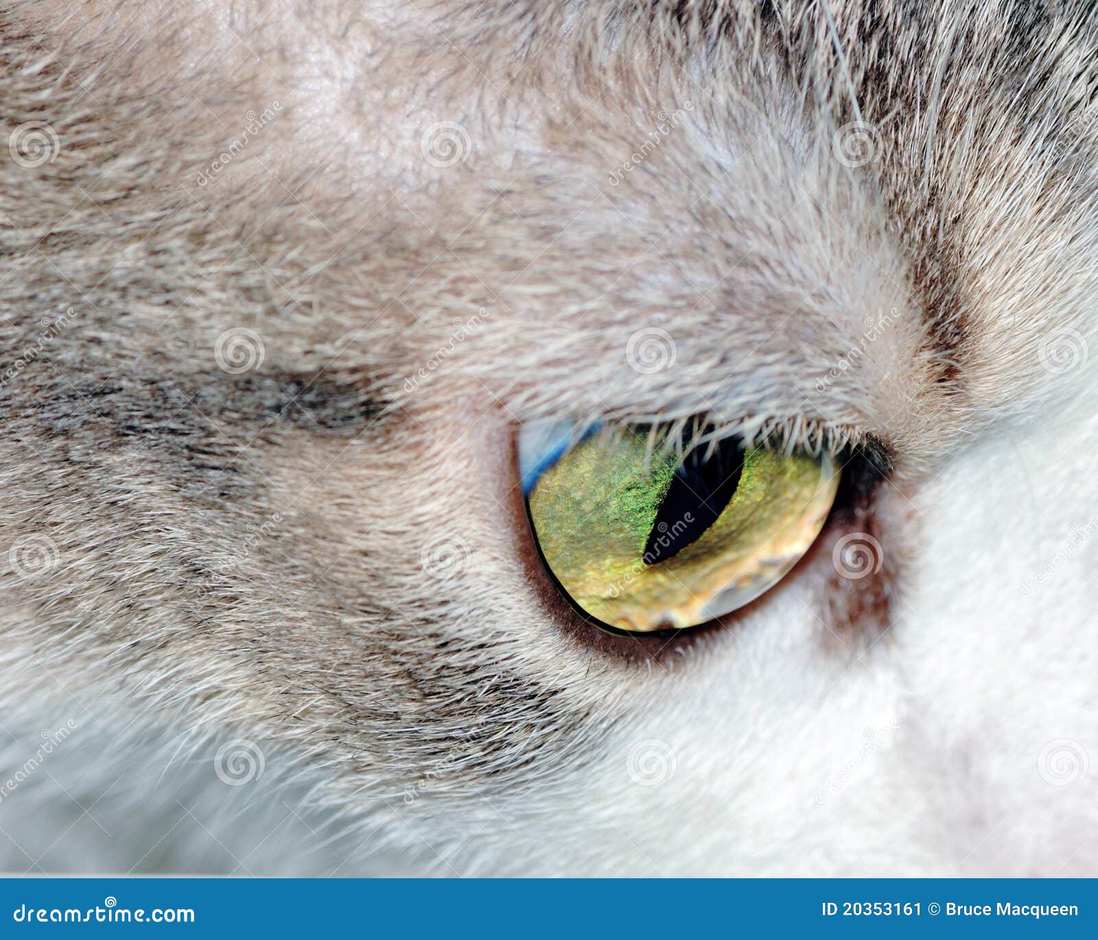 House Cat Eye stock image. Image of closeup, head, animal 20353161