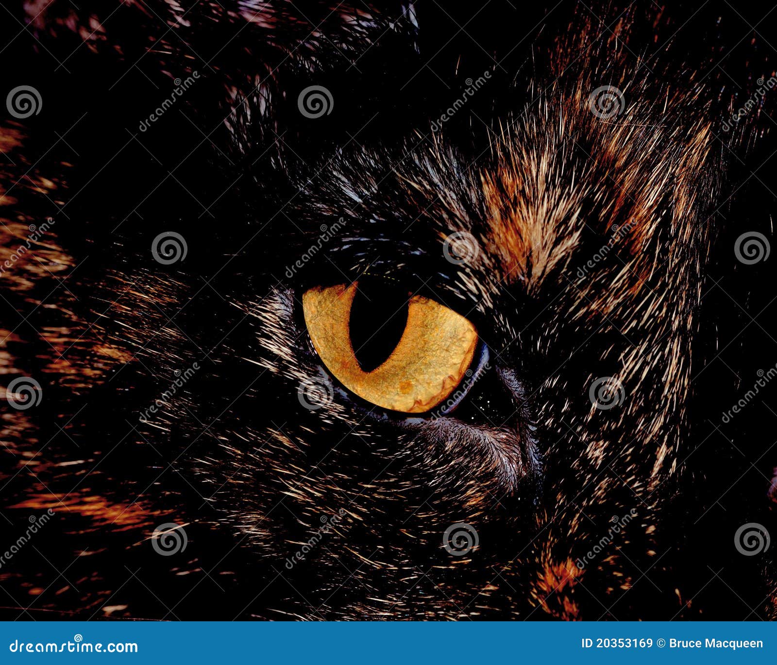 House Cat Eye stock image. Image of closeup, tabby, fauna 20353169