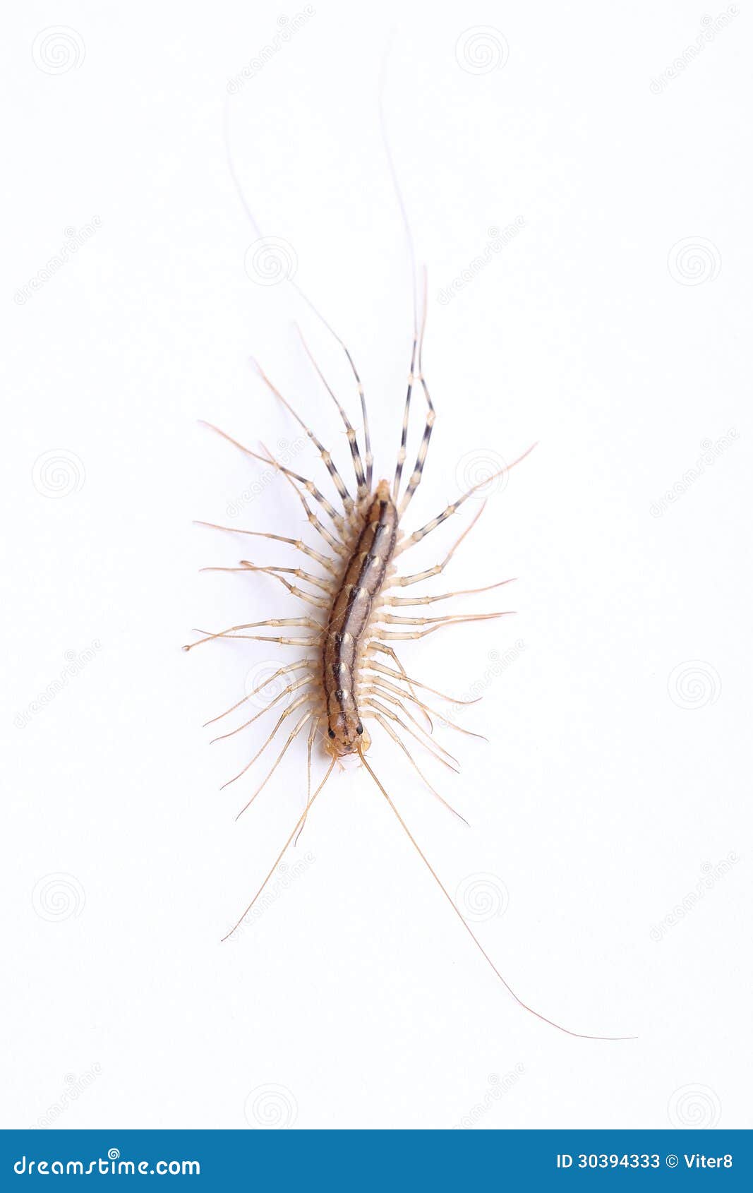 House Centipede On The Ceiling In The House Royalty-Free Stock Photography | CartoonDealer.com ...