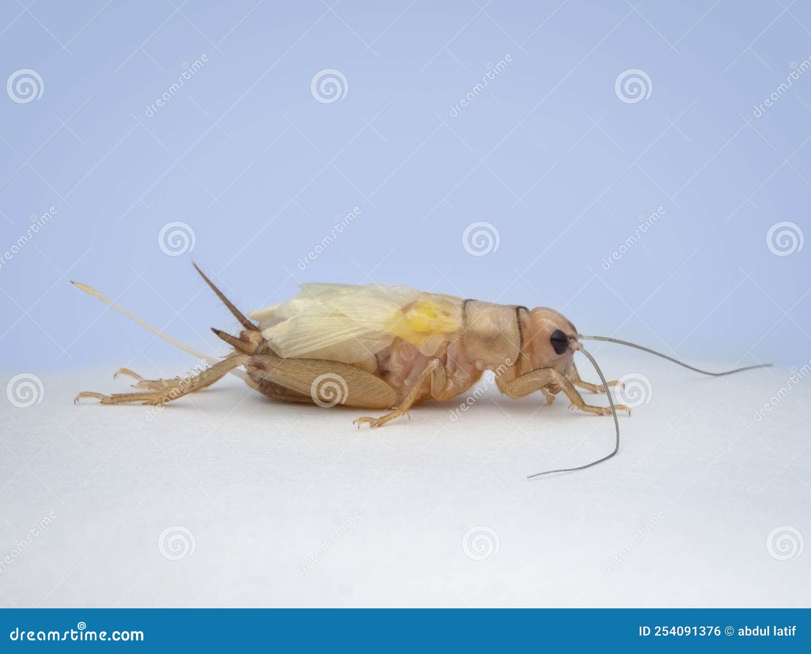 House Crickets after Molting from Side View Stock Photo Image of wing