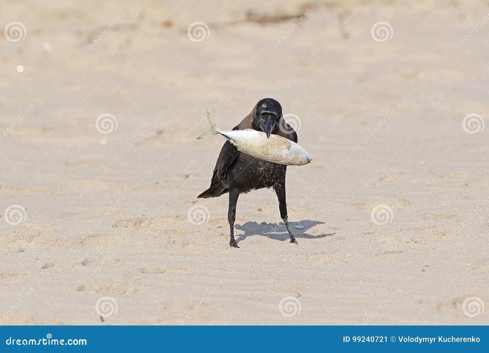House Crow Stand on the Sand with a Fish in Beak. Stock Image Image