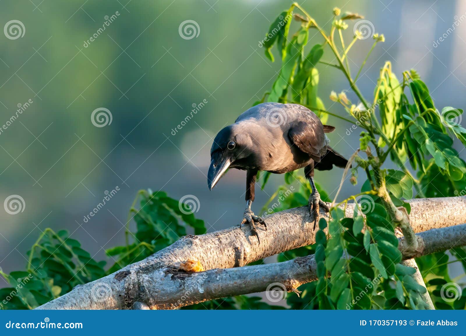 House crow stock image. Image of raven, wildlife, beak 170357193