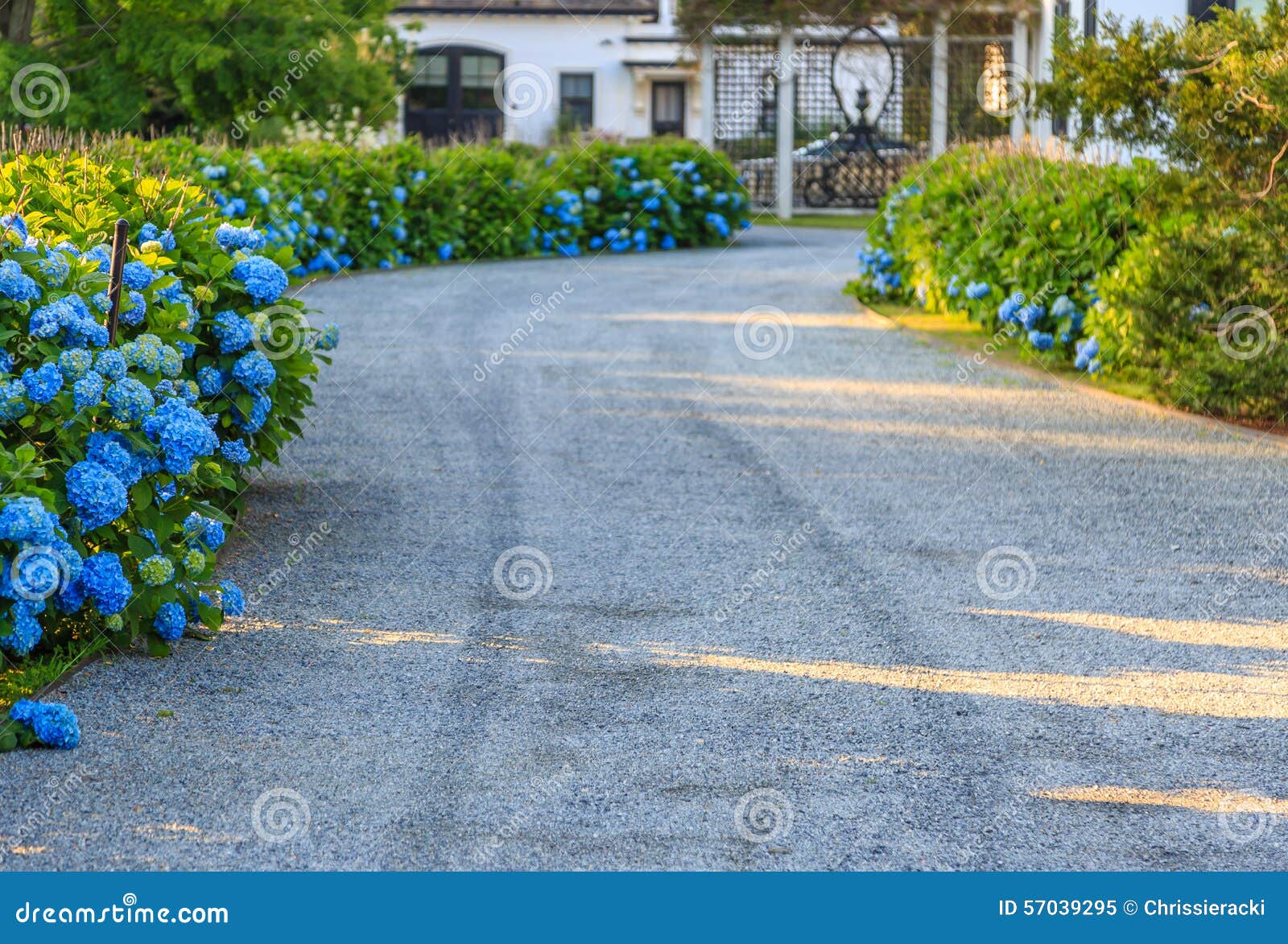 house driveway blue flowers