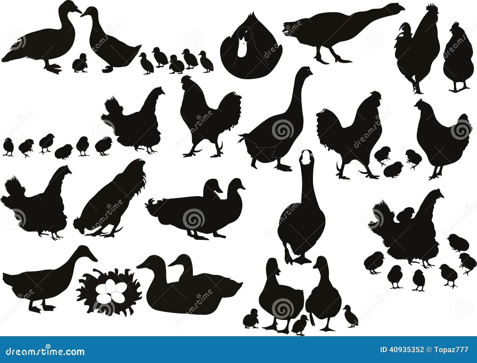 House Ducks of a Hen Ducklings Stock Vector Illustration of head