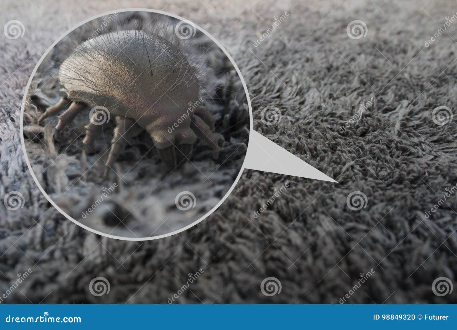 house dust mite