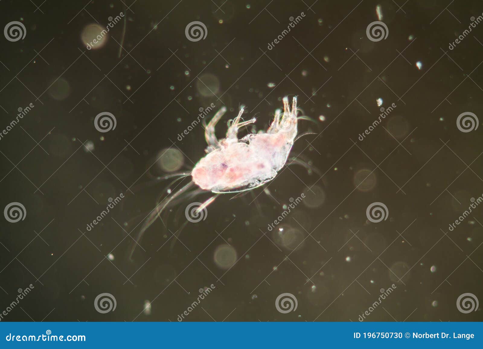 House Dust Mite Stock Photo Image Of Arachnids Darkfield