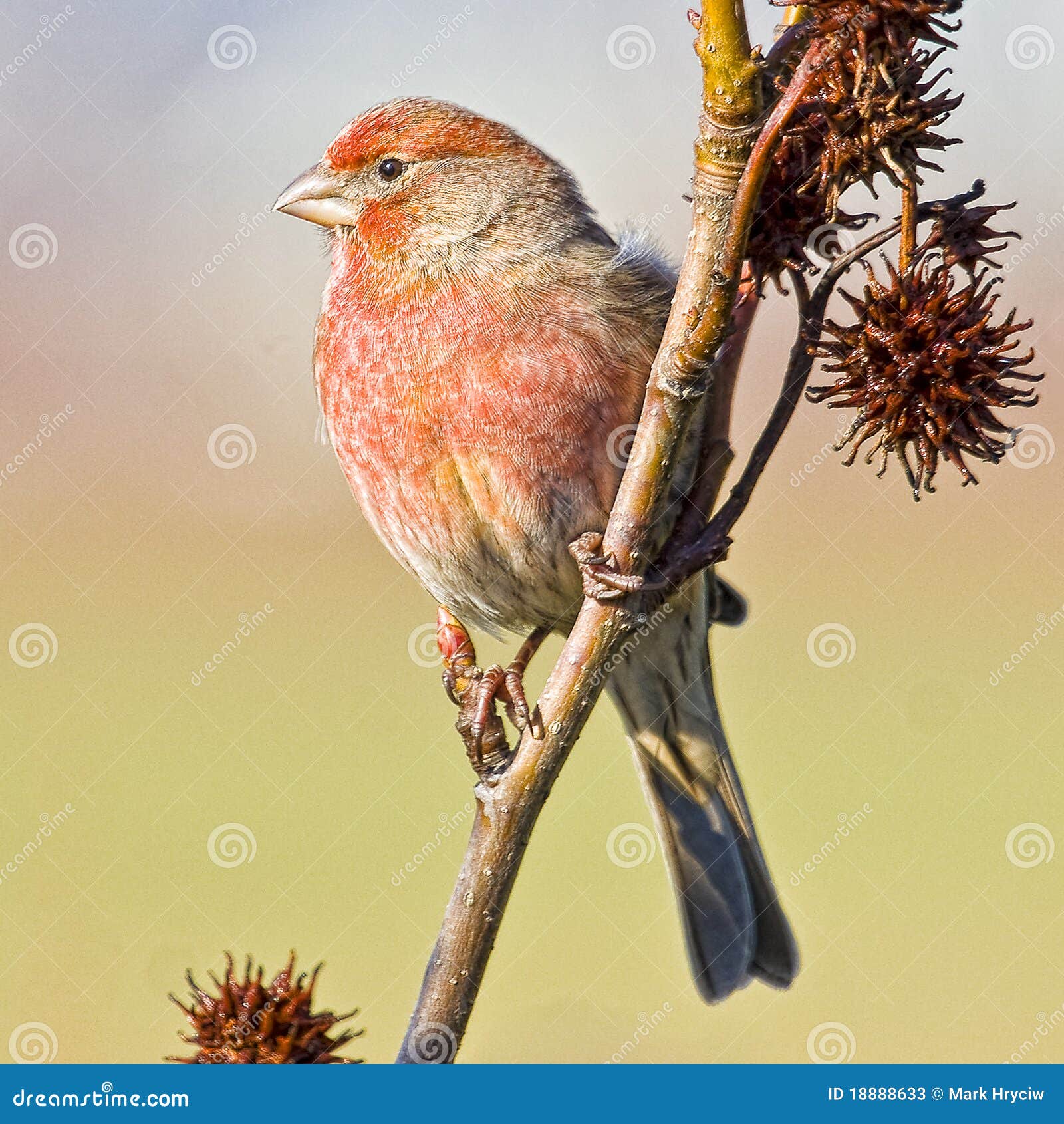 Red House Finch Royalty-Free Stock Image | CartoonDealer.com #73233514