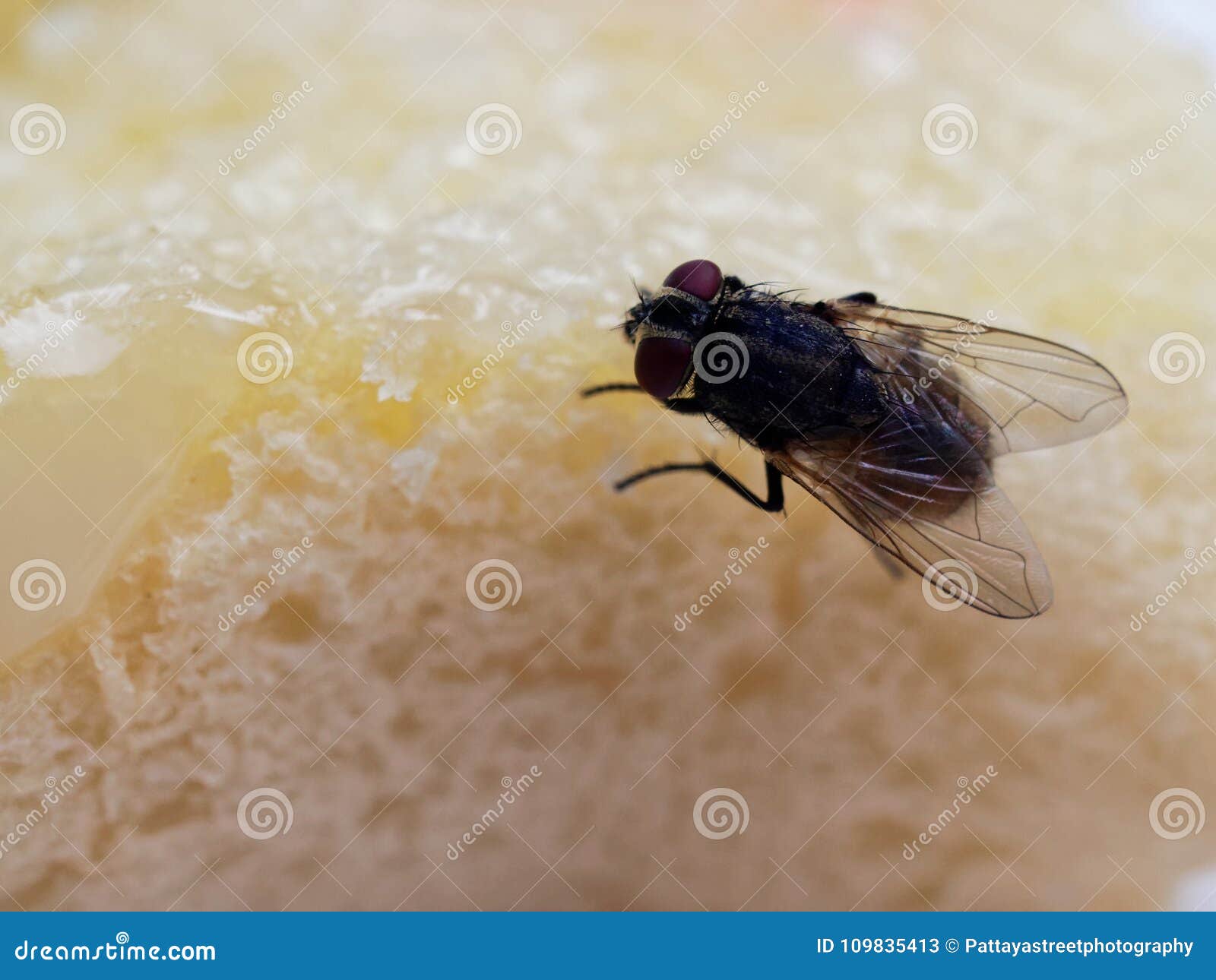 House Flies on Bread with Butter with Pink Plastic Fork Sticking