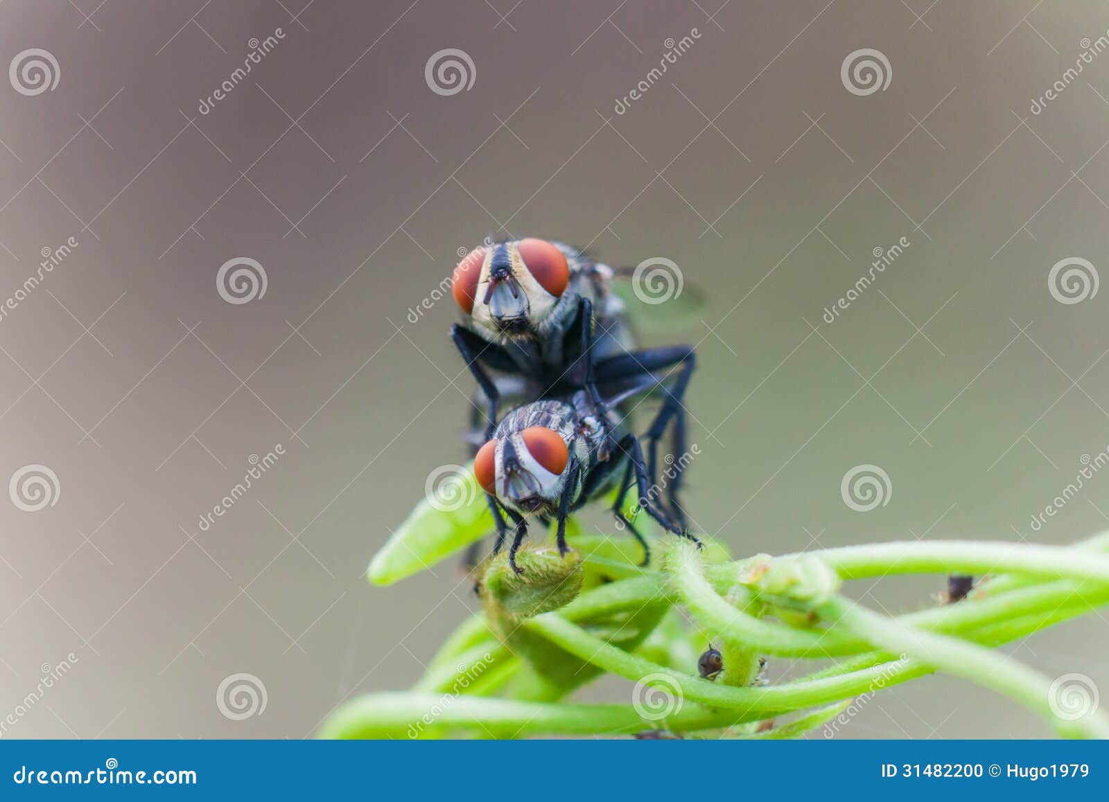 House flies are breeding stock photo. Image of pair, animal 31482200
