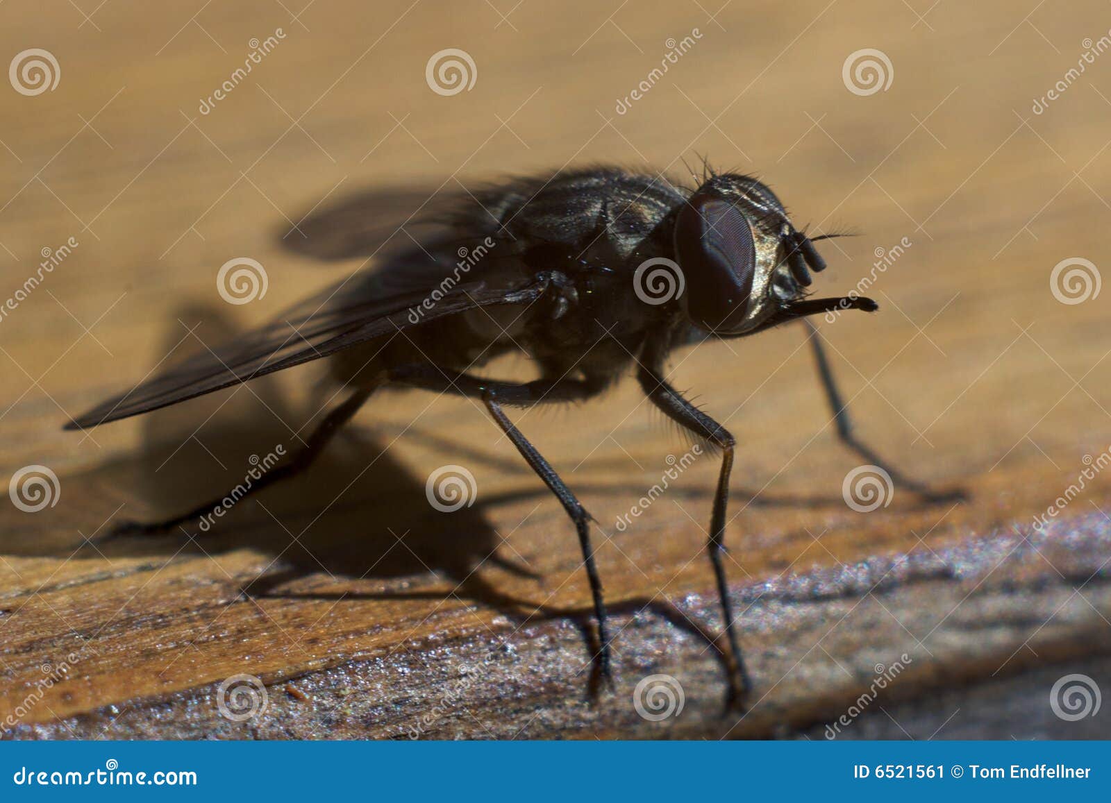 Close-up of house fly sitting at the edge of a garden table