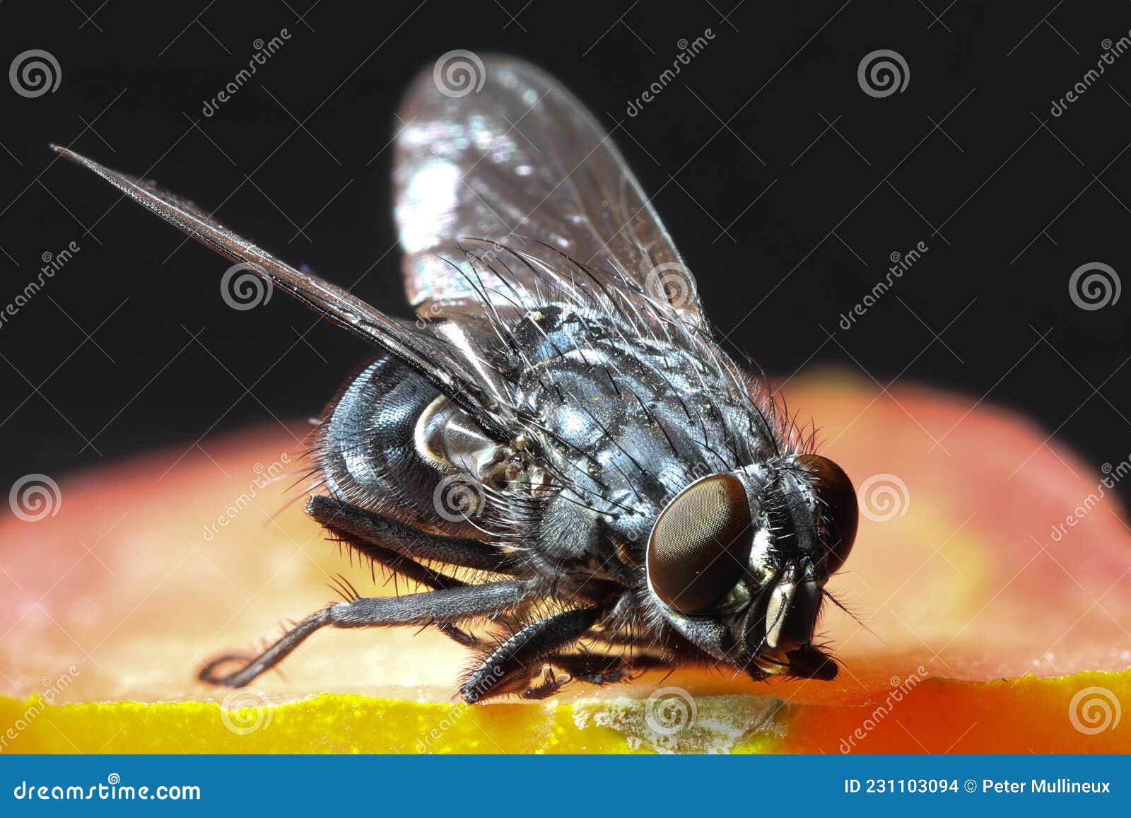House fly on food stock photo. Image of eyes, winged 231103094