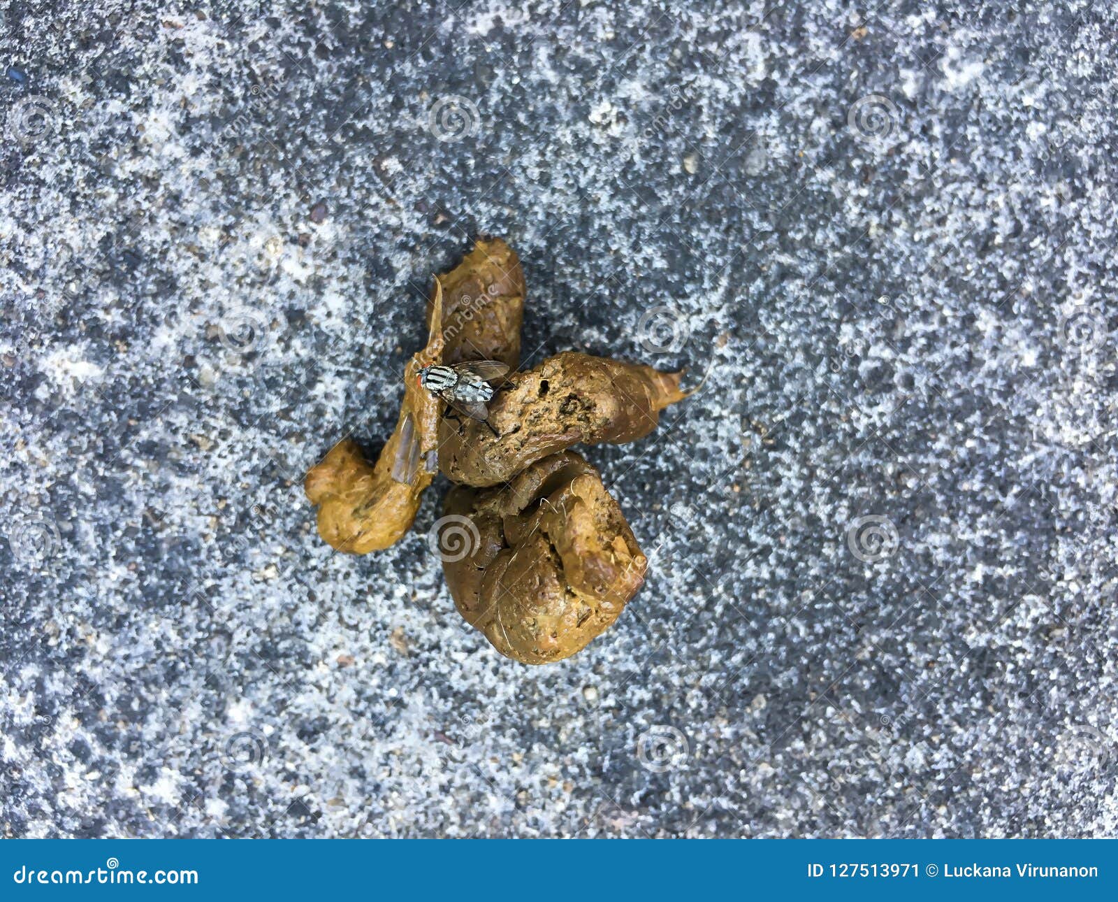 House Fly Holding Dog Poop On Concrete Floor Stock Image Image