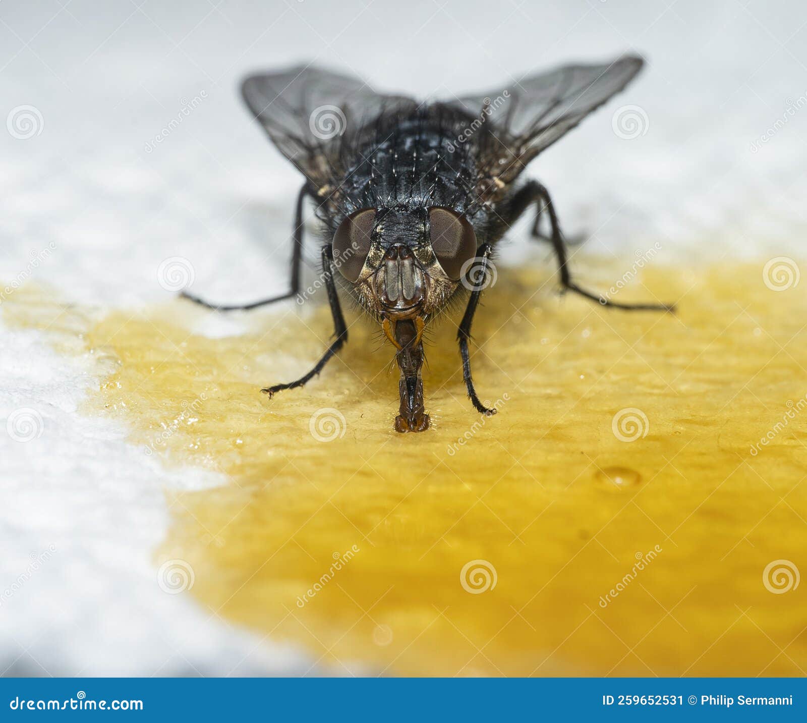 House Fly Lands on Spilled Honey Stock Image Image of sucking, pest