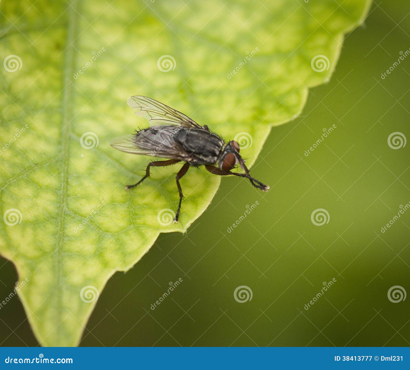 House Fly Rubbing Antennae stock image. Image of life 38413777